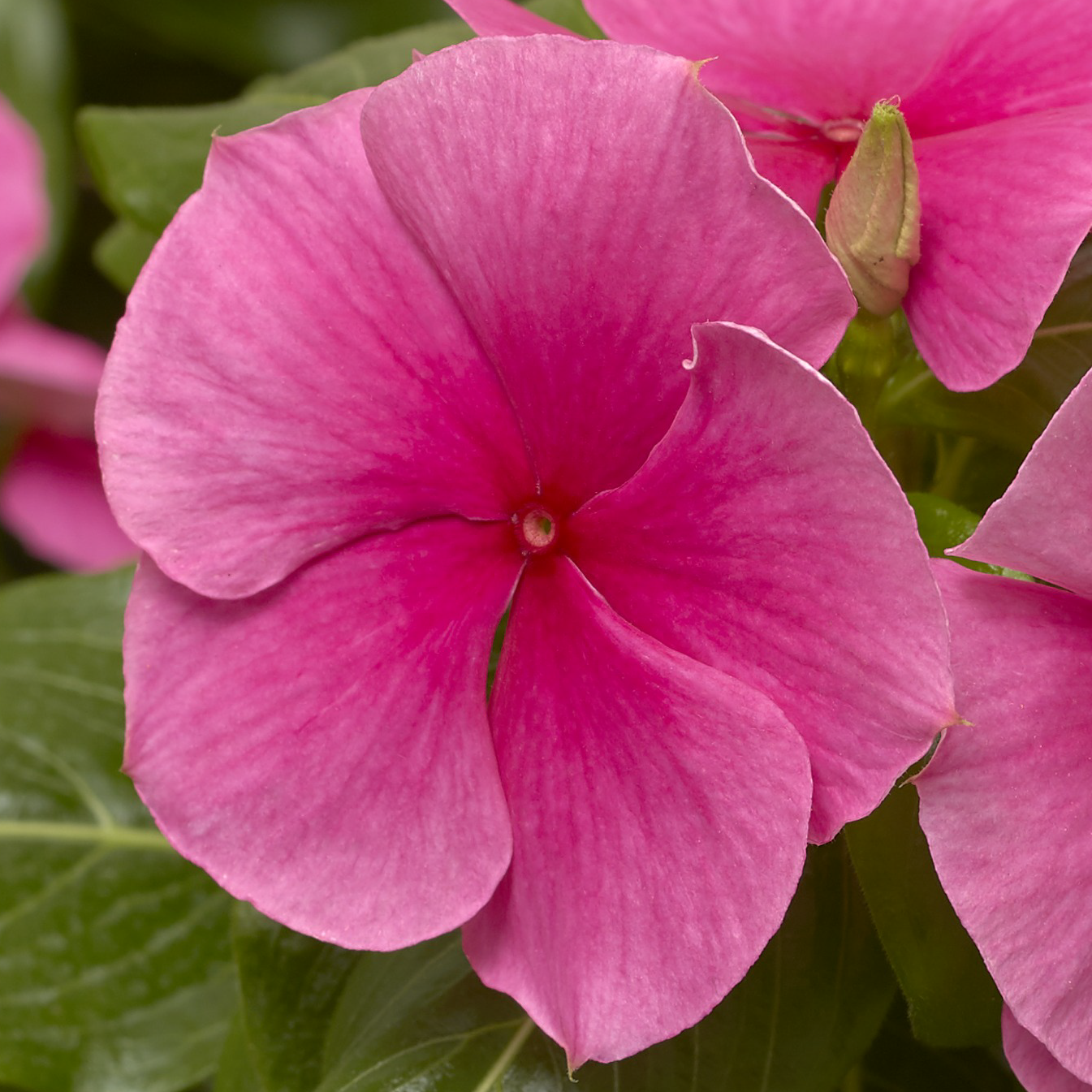 70064212-flower.png