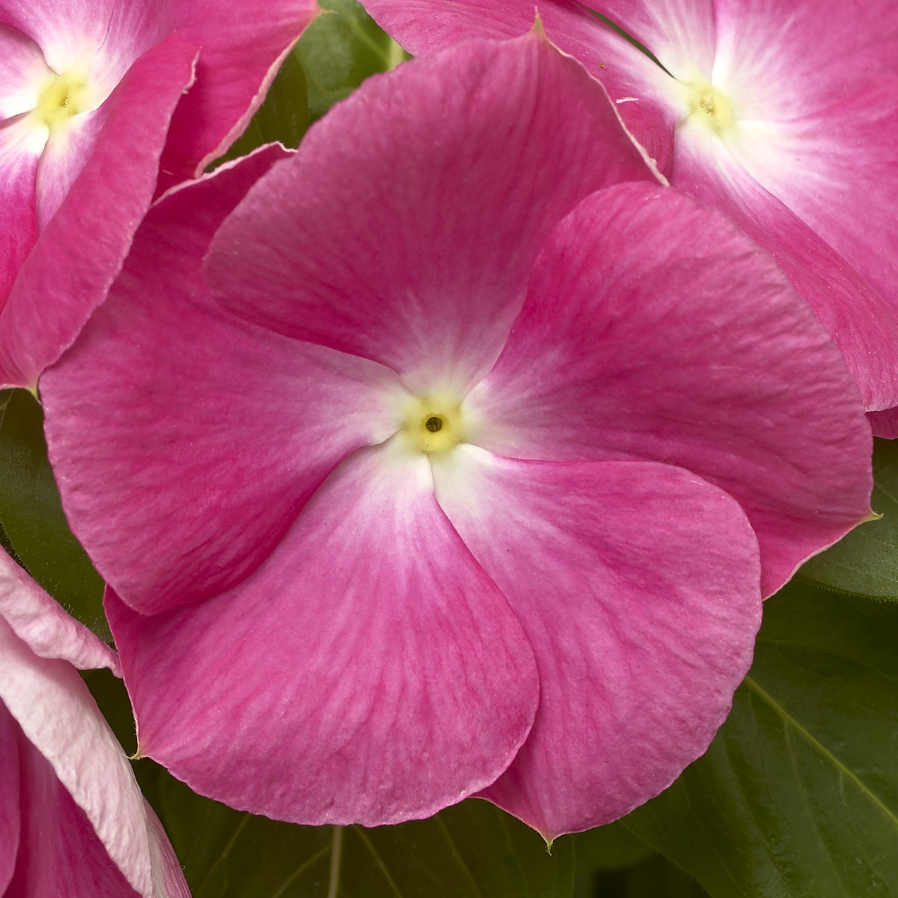 Cora® XDR Pink Halo | Syngenta Flowers