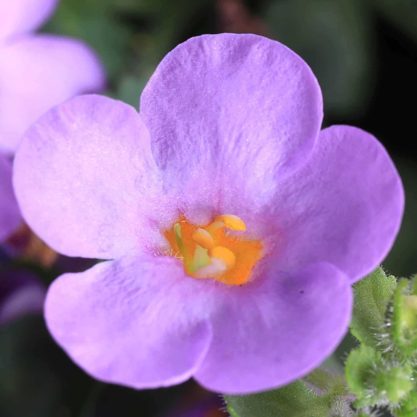 70060753-flower.png