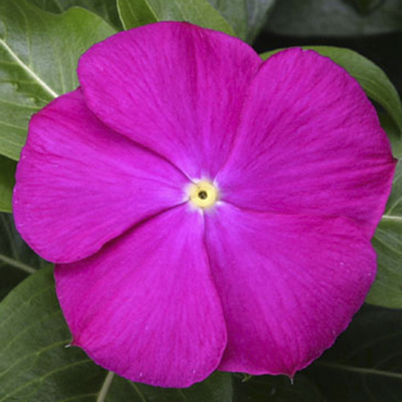 70006501-flower.png