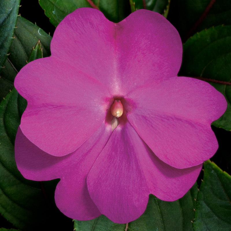 Super Sonic® Lilac | Syngenta Flowers