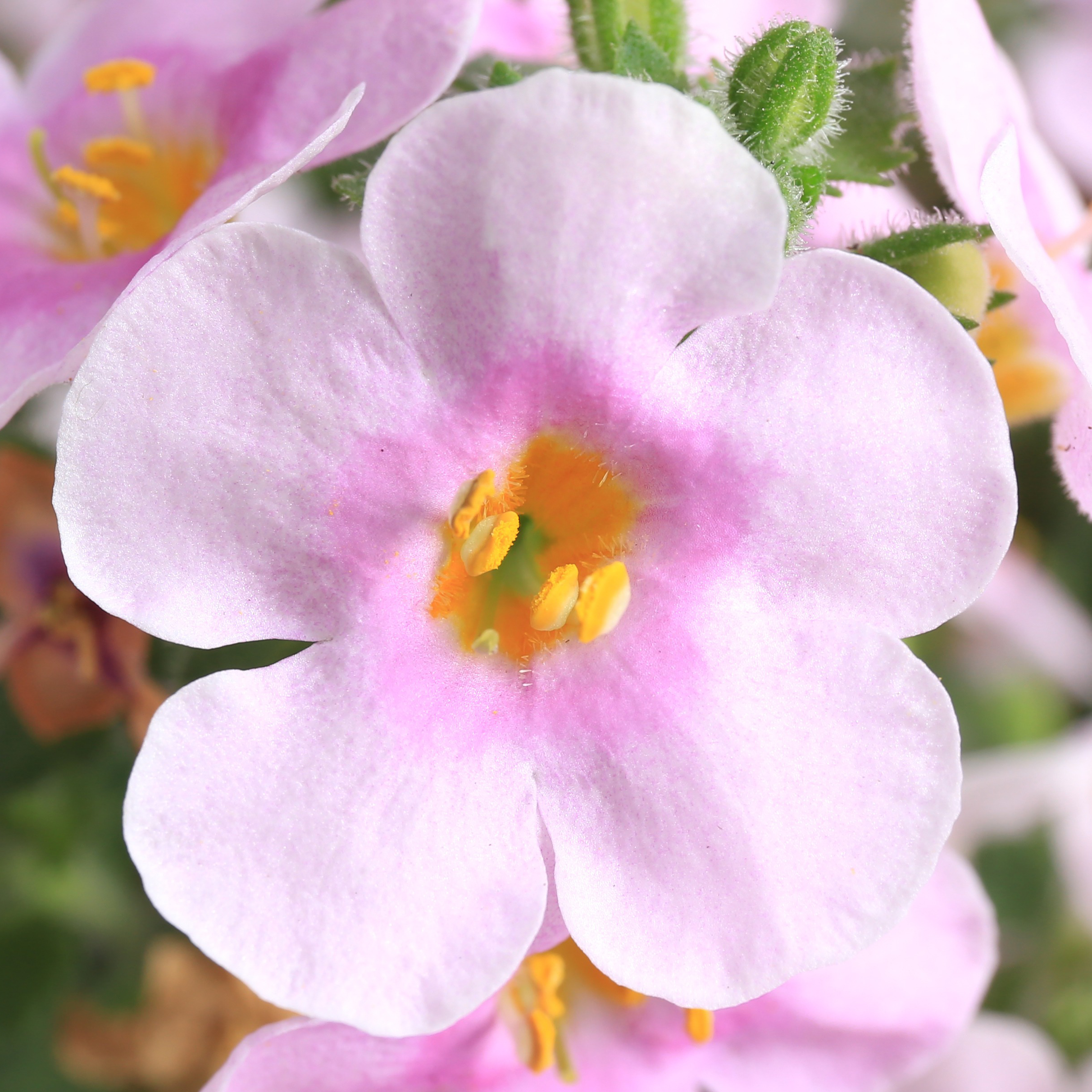 Calypso™ Jumbo Pink Eye | Syngenta Flowers