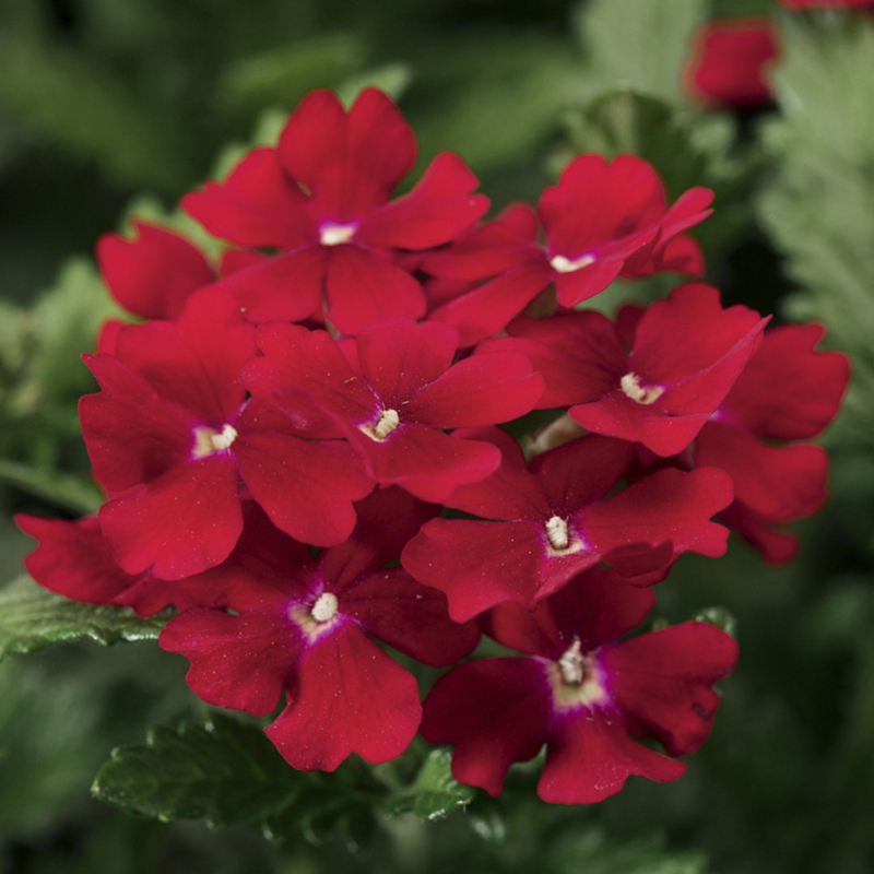 70000527-flower.png