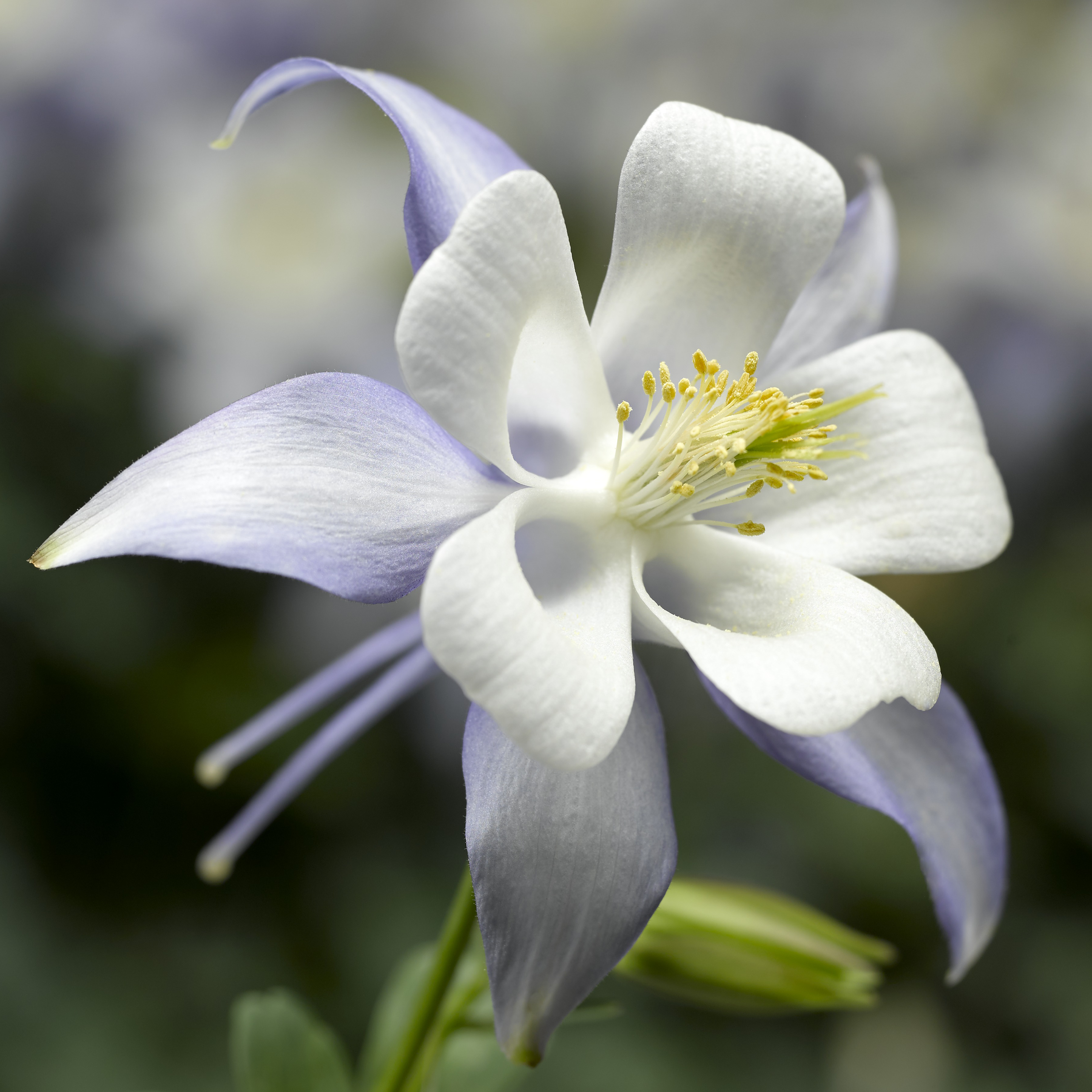 Kirigami™ Light Blue & White | Syngenta Flowers
