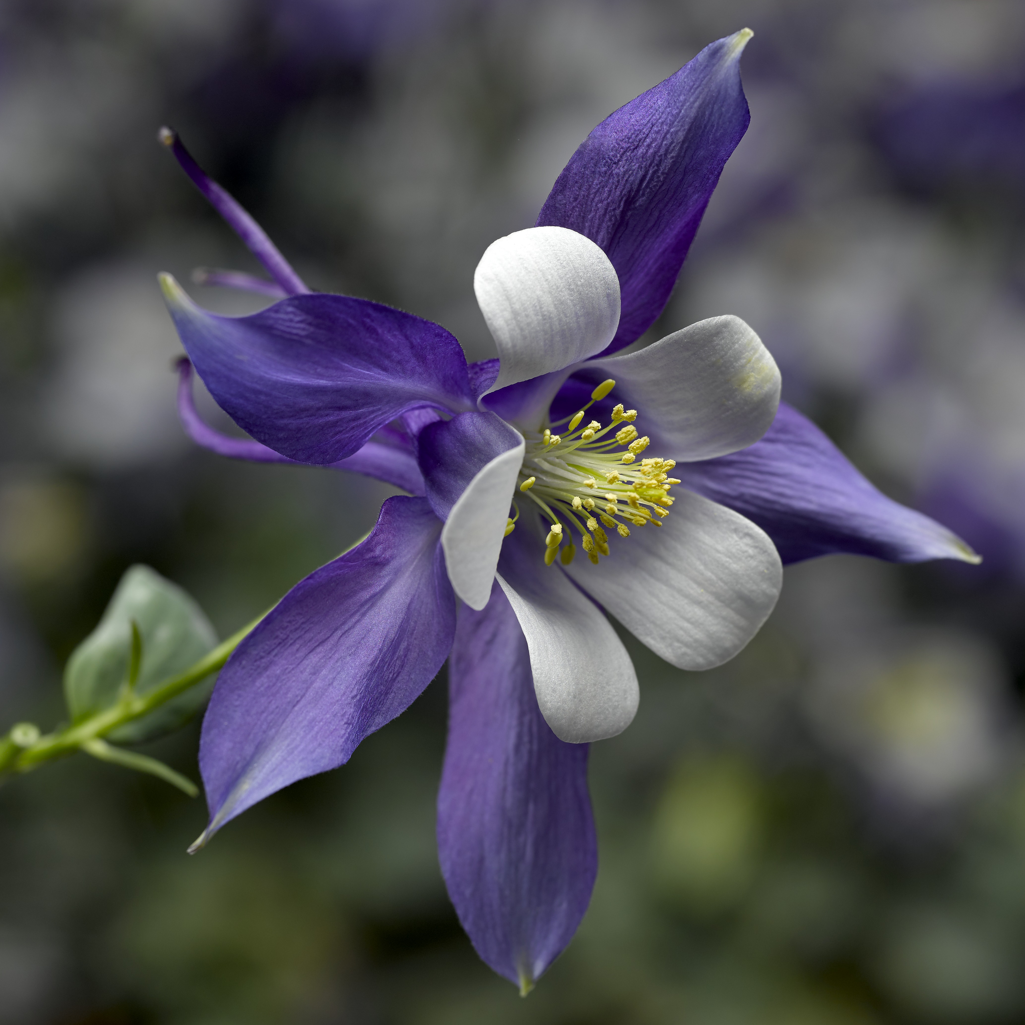 70059727-flower.png