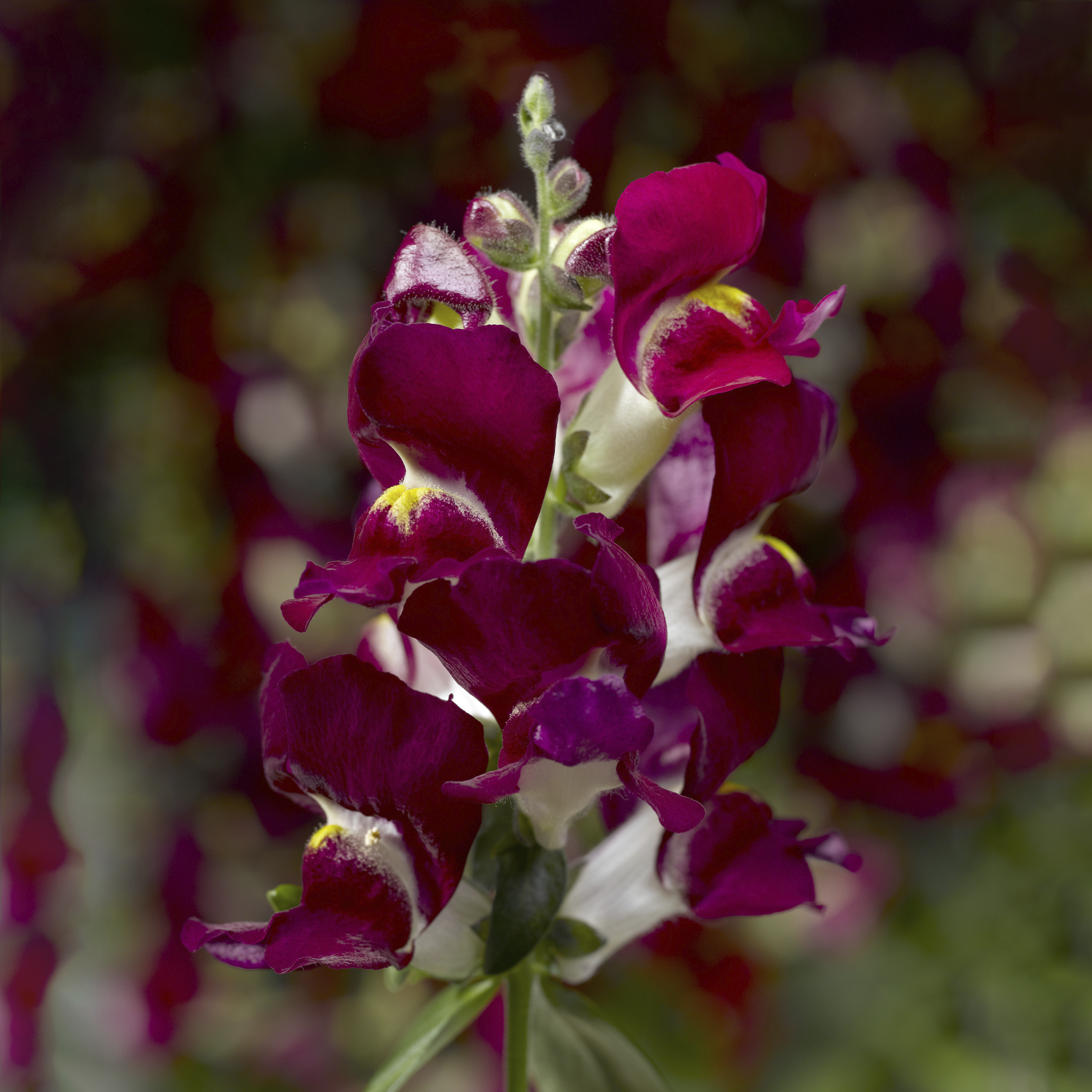 ビカクシダ Rouge 70048634-flower.png