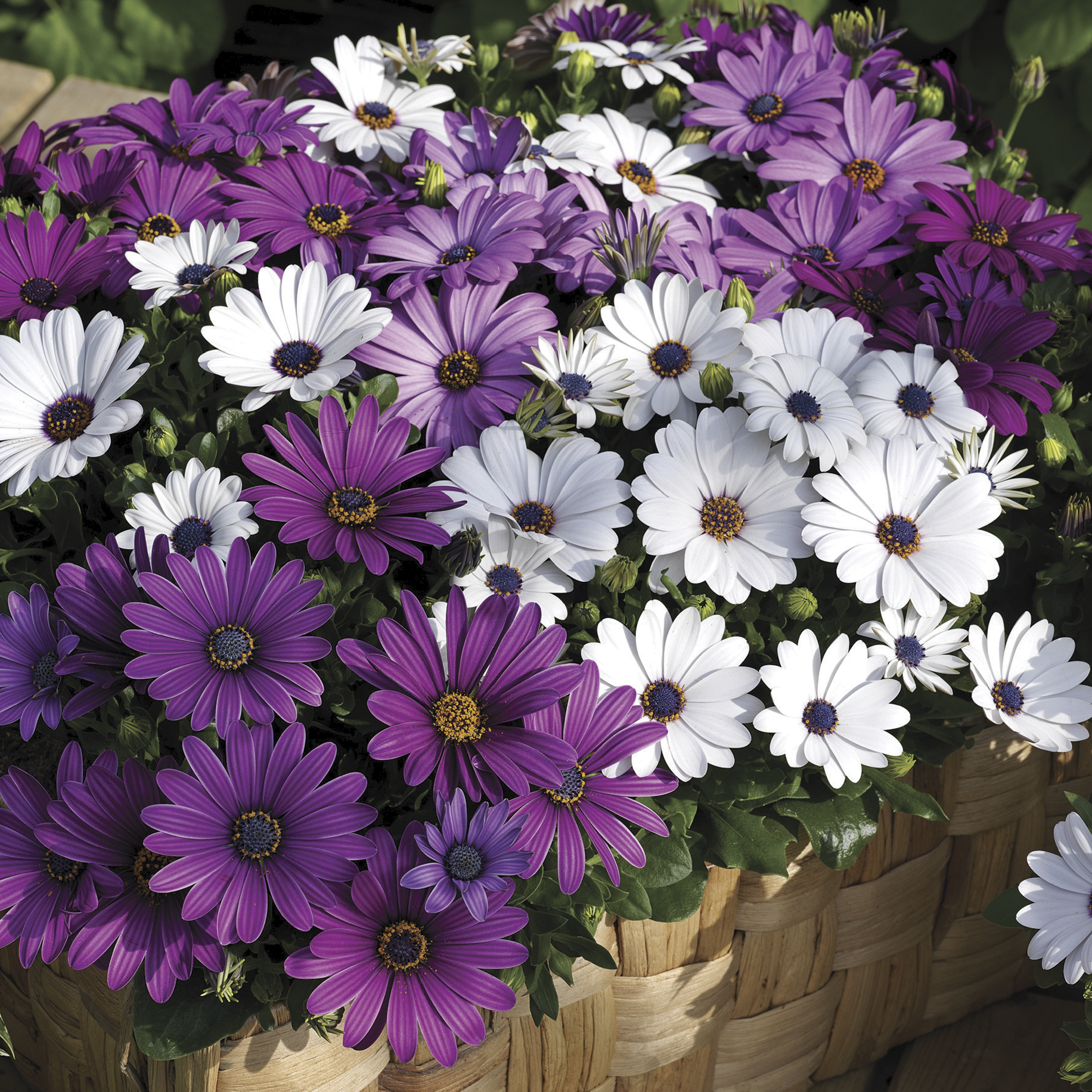 Asti™ Mix | Syngenta Flowers