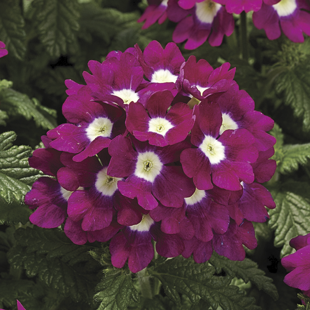 70024255-flower.png