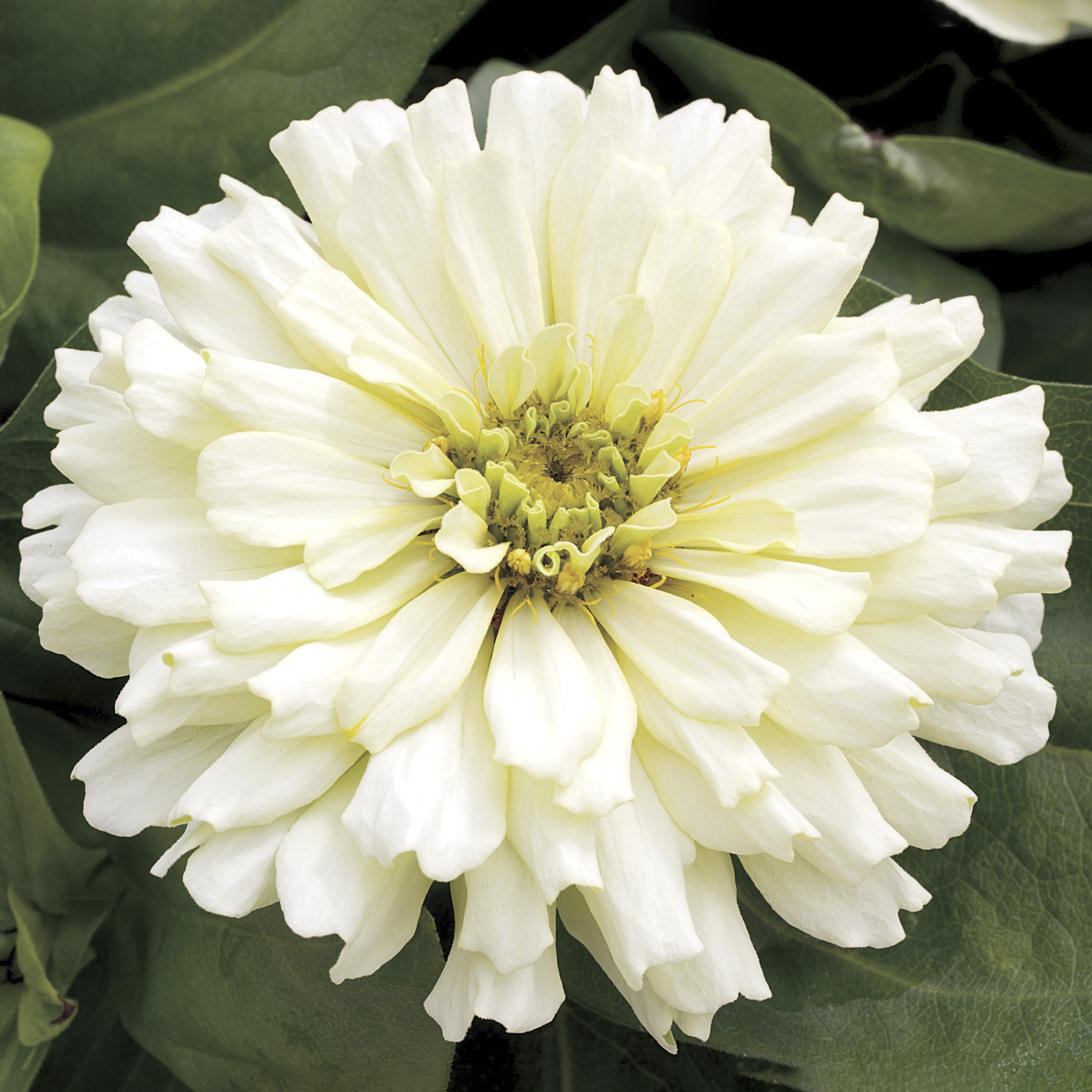 70021360-flower.png