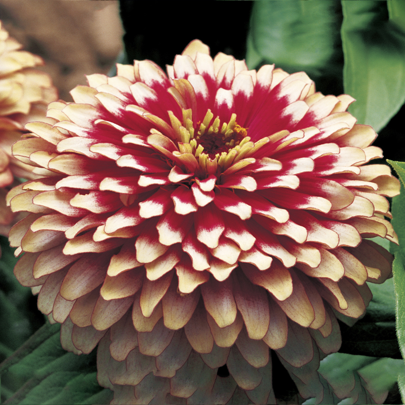 70003053-flower.png