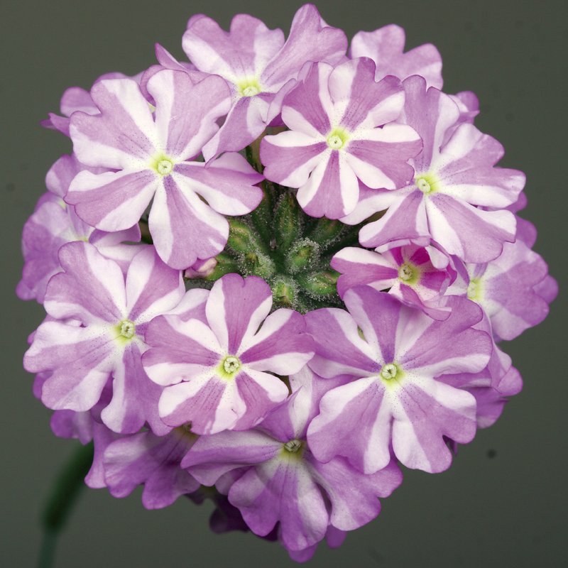 70004388-flower.png