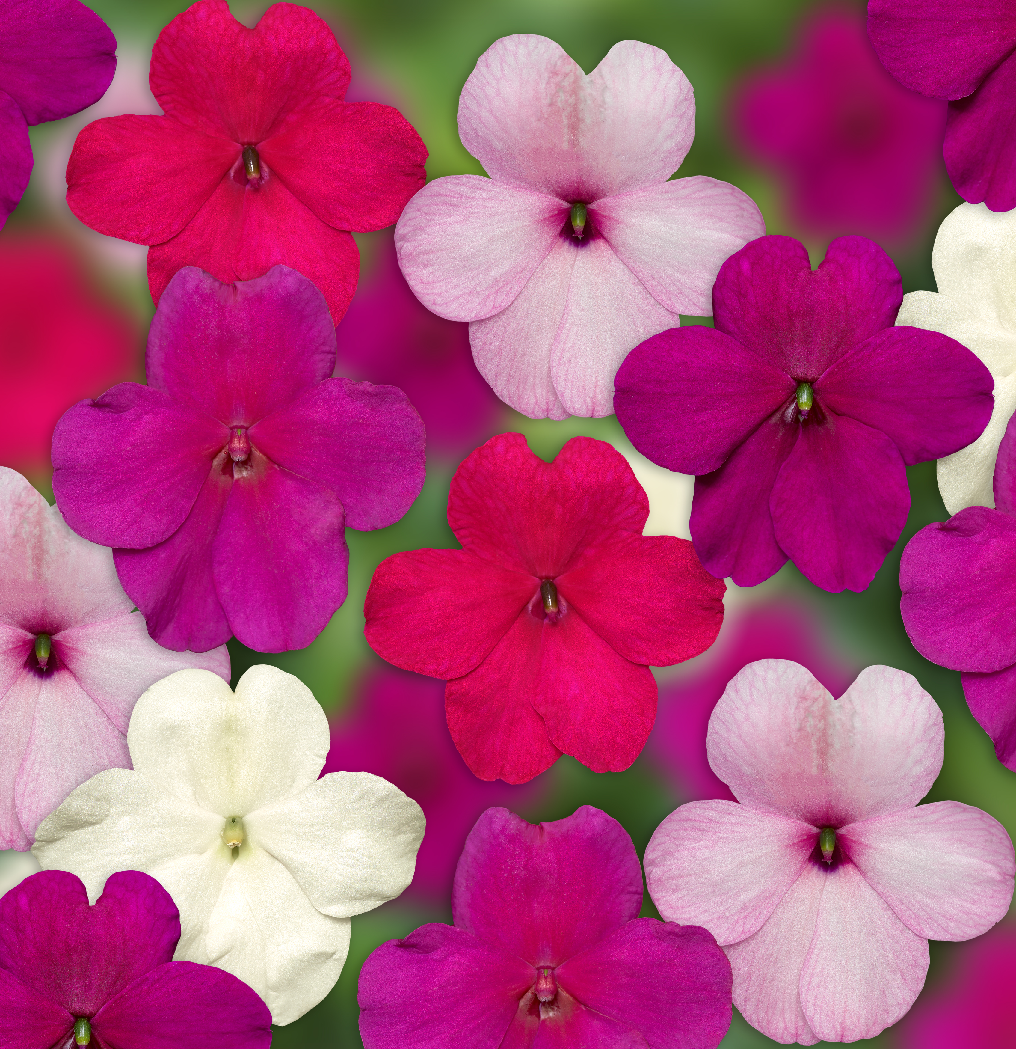 Imara® XDR Rosy Mix | Syngenta Flowers
