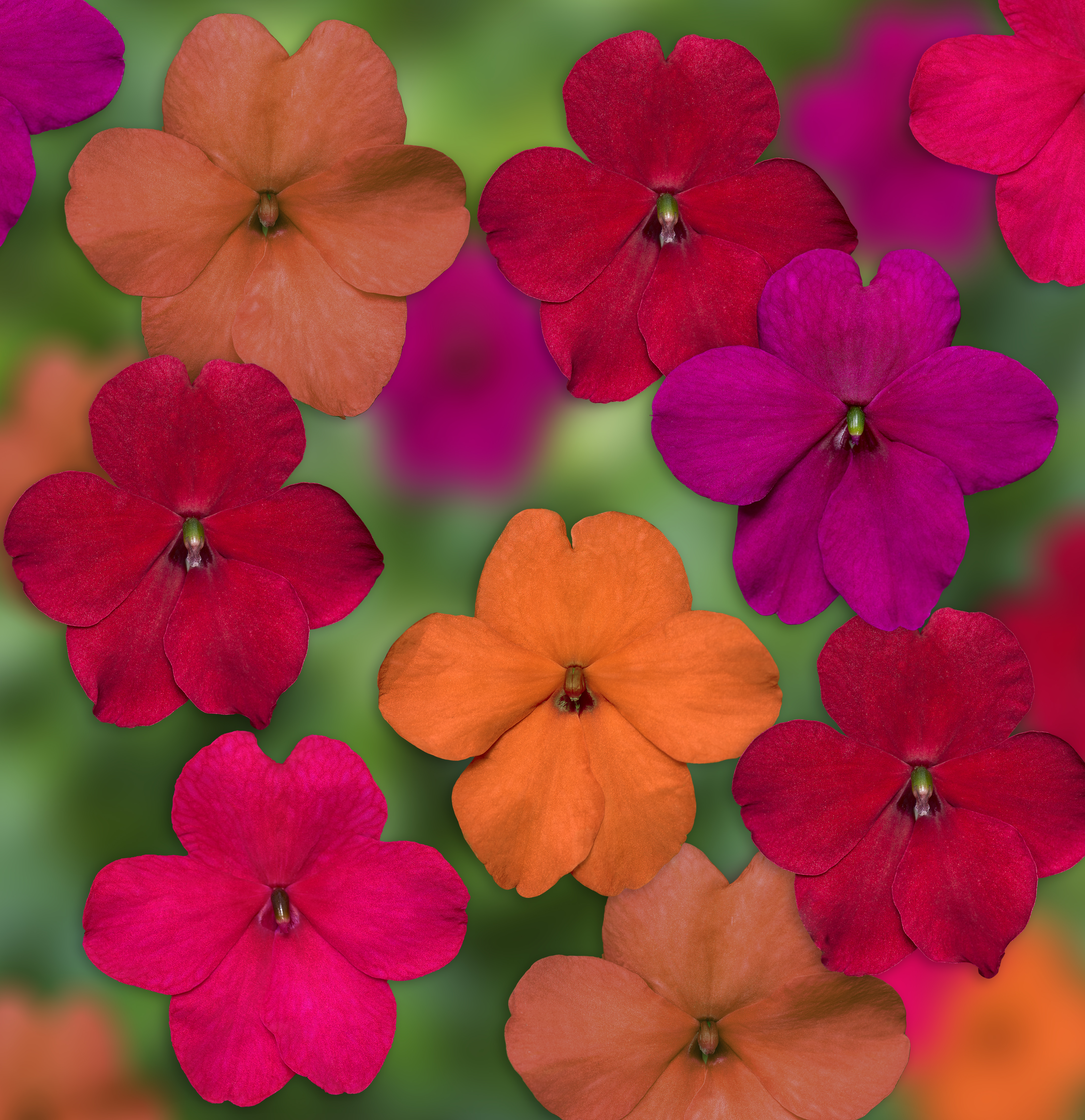 Imara® XDR Tango Mix | Syngenta Flowers