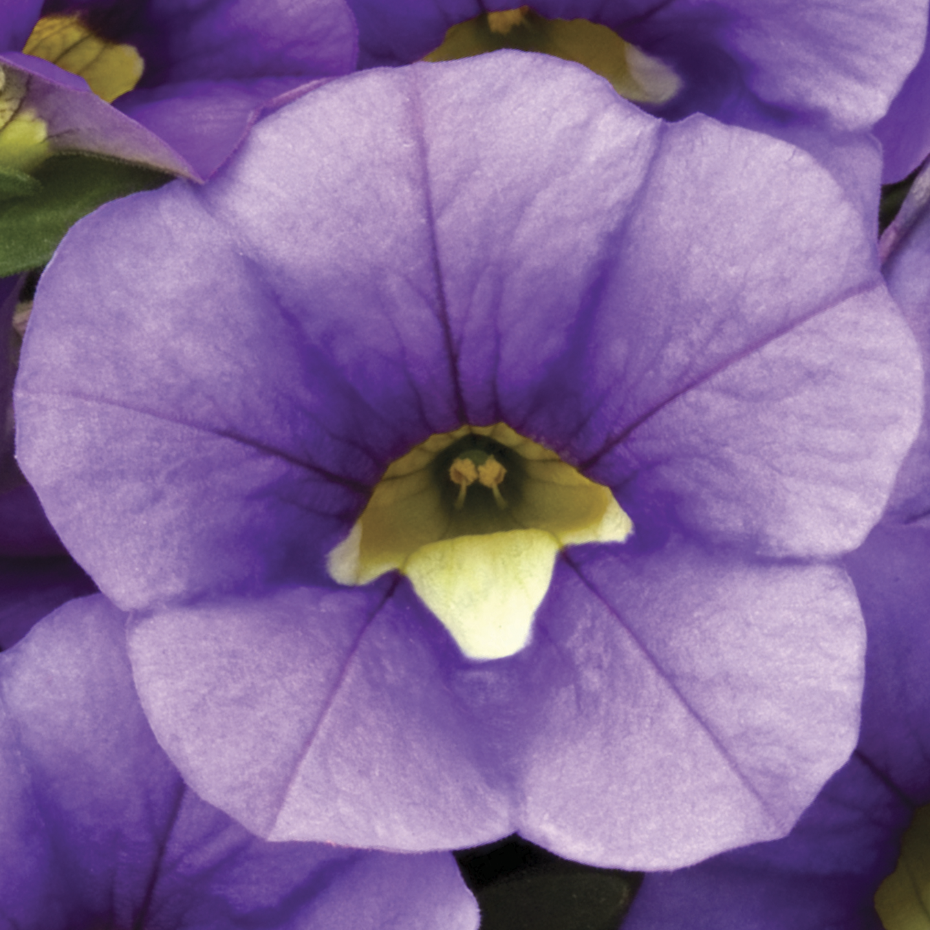 Callie® Light Blue | Syngenta Flowers