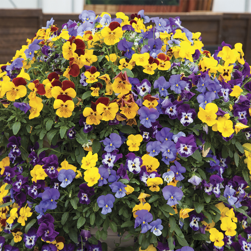 Freefall™ XL Mix | Syngenta Flowers