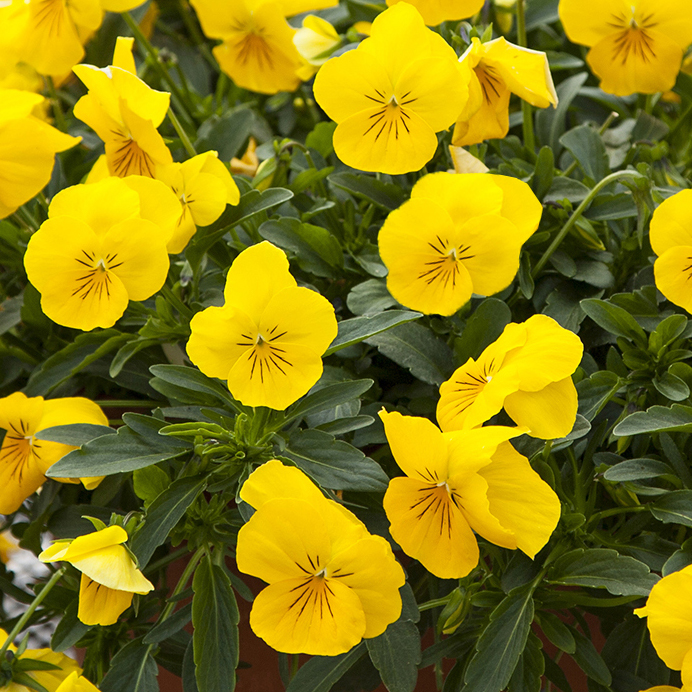 70092057-flower.png