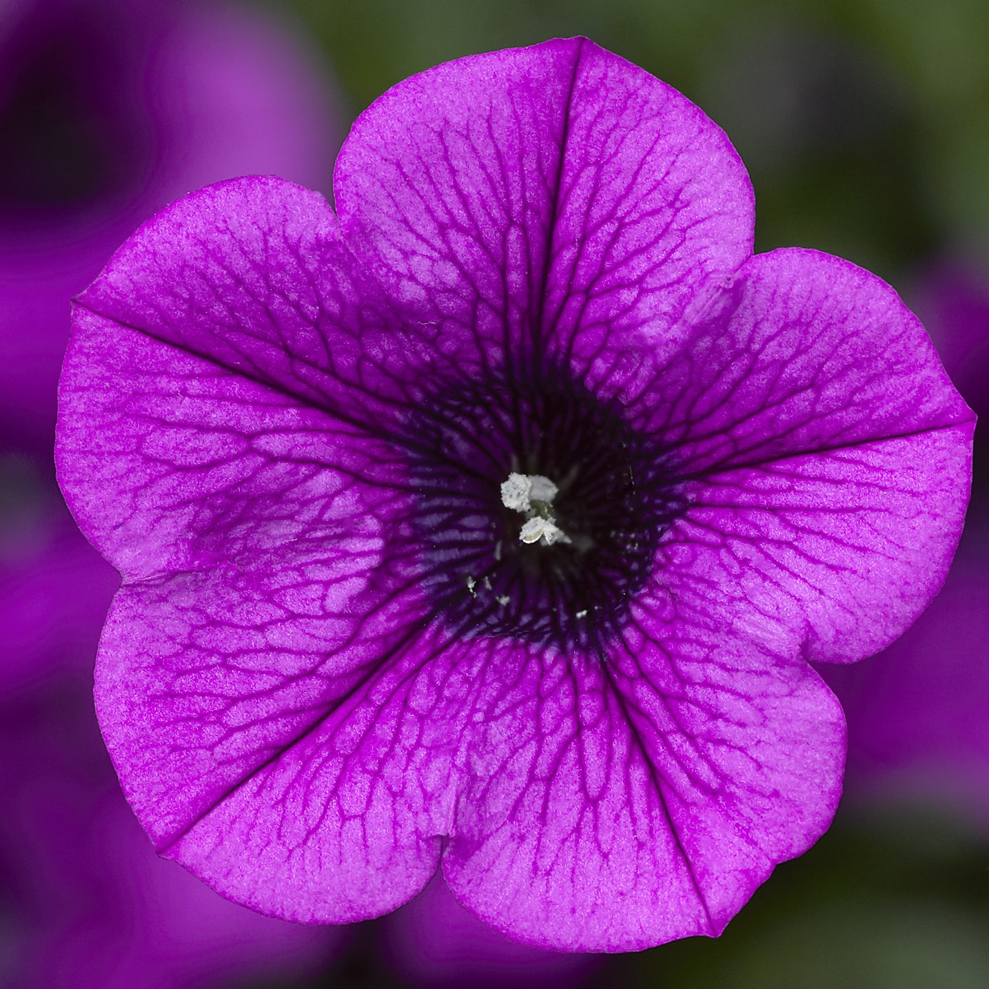 70076420-flower.png