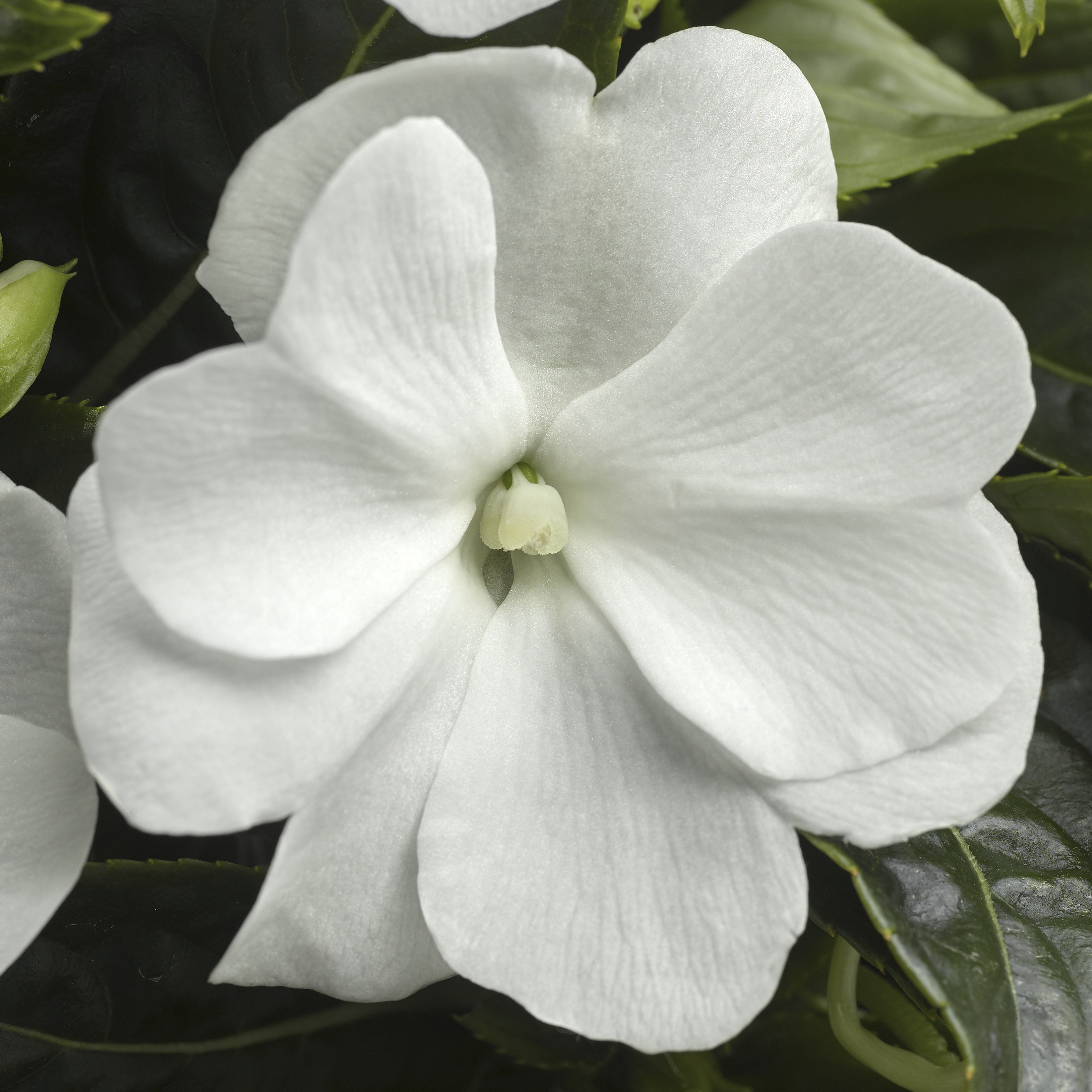 Sonic® White | Syngenta Flowers
