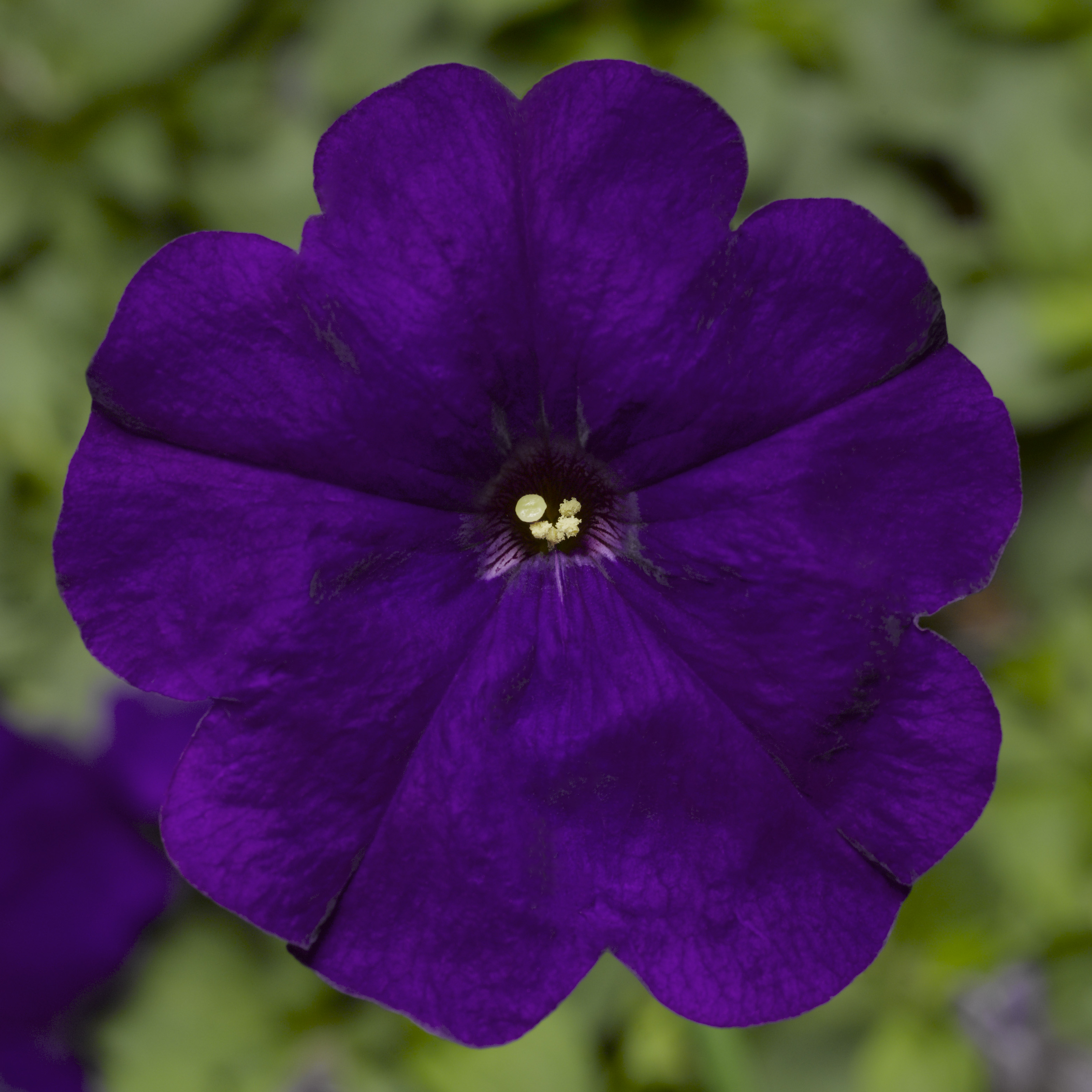 Damask™ Blue | Syngenta Flowers