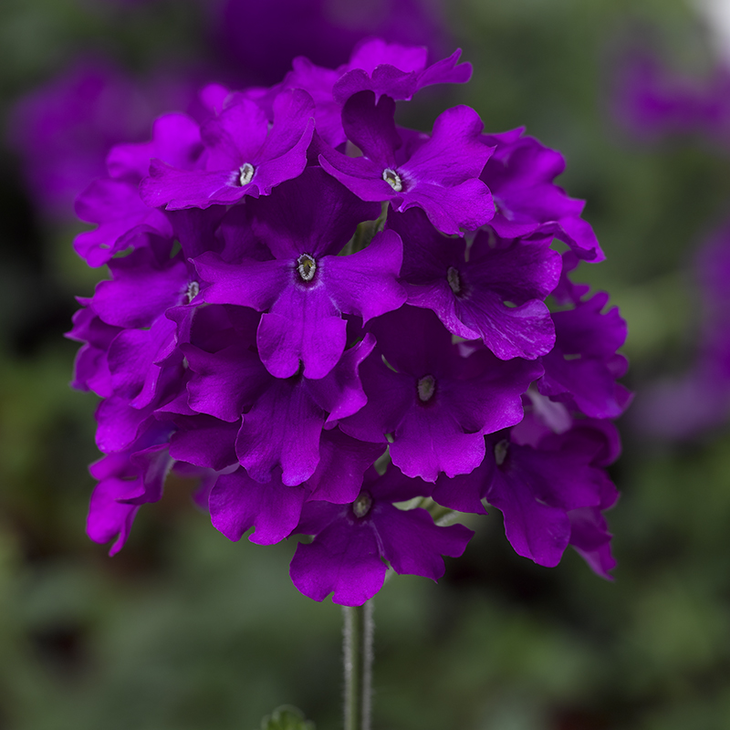 【メネフネプランナーション】パイナップル柄紫色パウスカート（75cm、Mサイズ） 70083037-flower.png