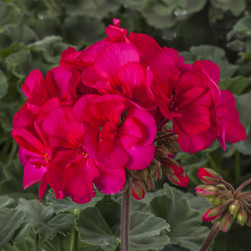 70080213-flower.png
