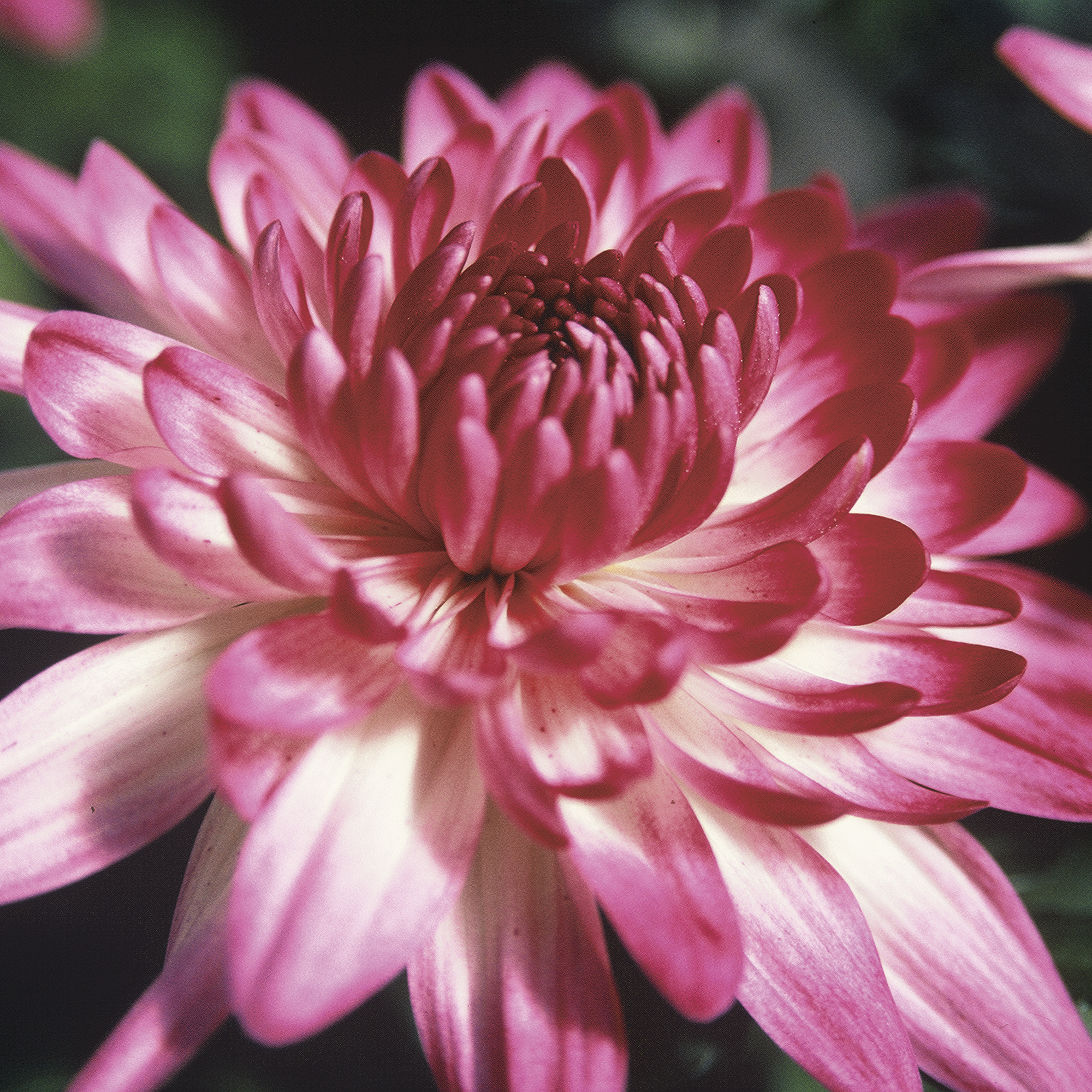 Delano™ Spring Pink Bicolor | Syngenta Flowers