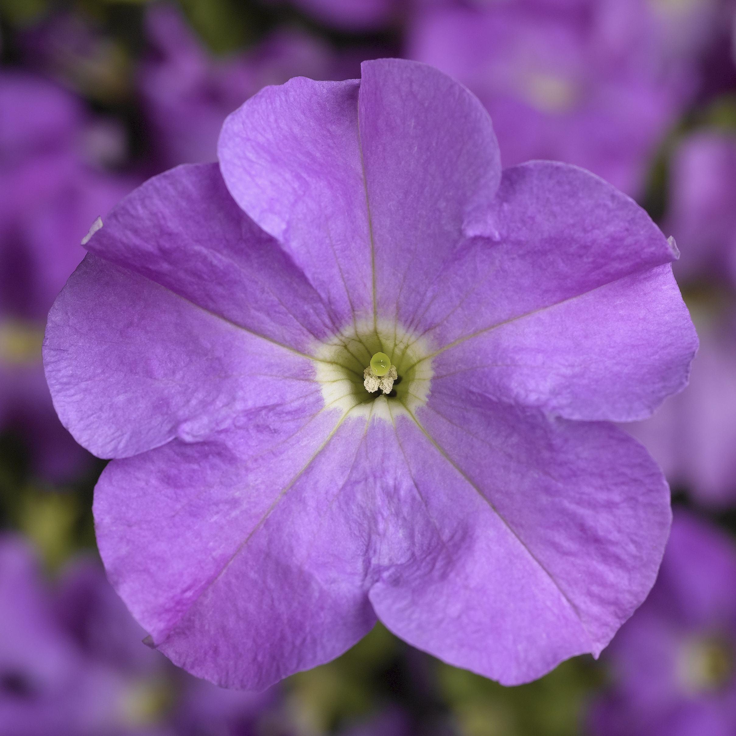 TriTunia™ Lavender | Syngenta Flowers