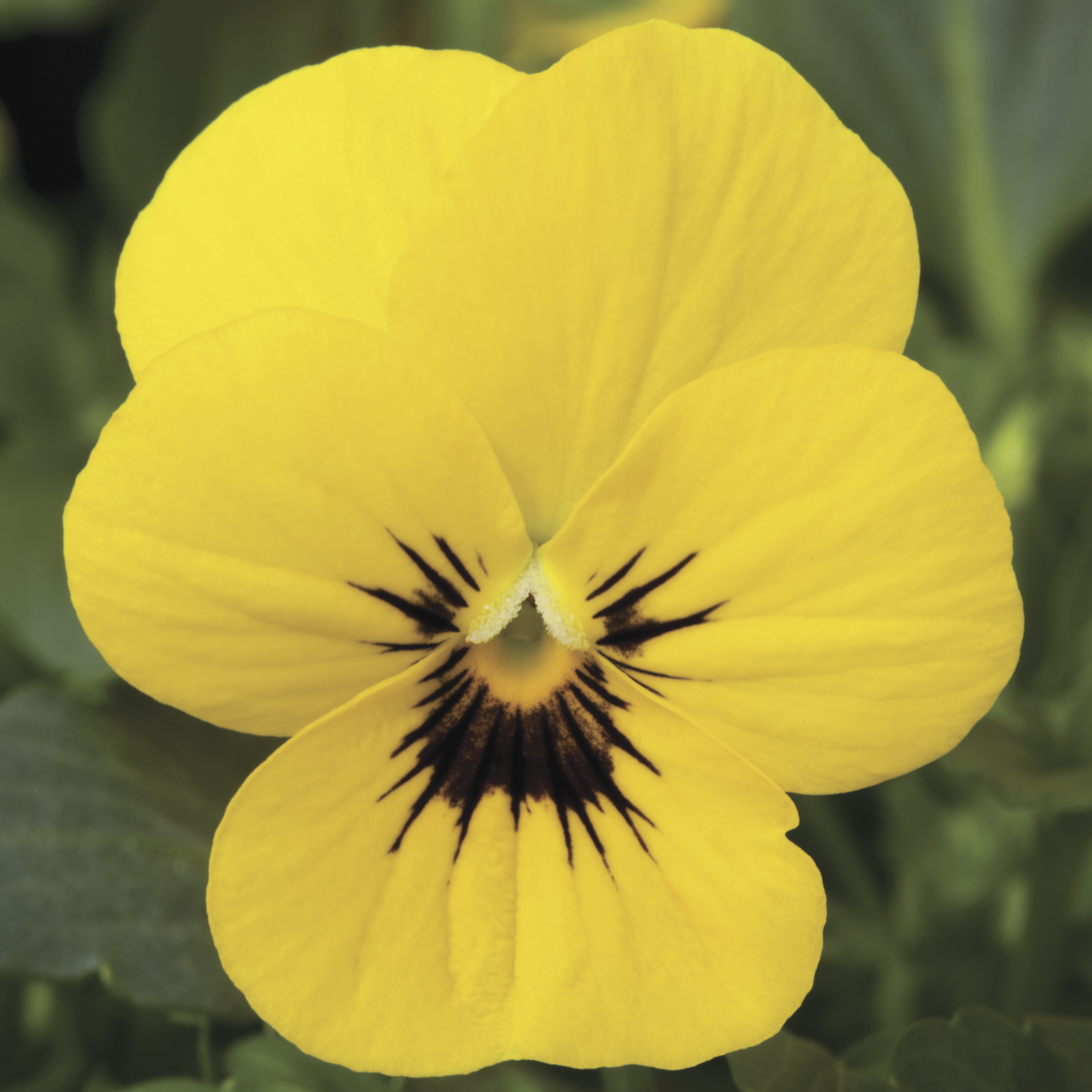 Penny™ Yellow Blotch | Syngenta Flowers