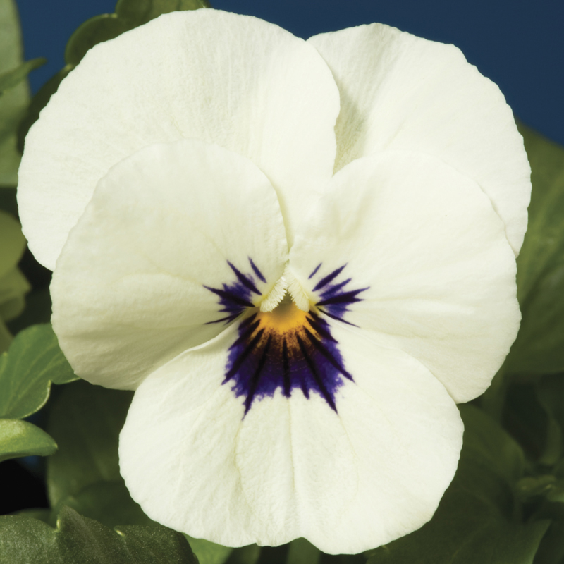 Penny™ White Blotch | Syngenta Flowers