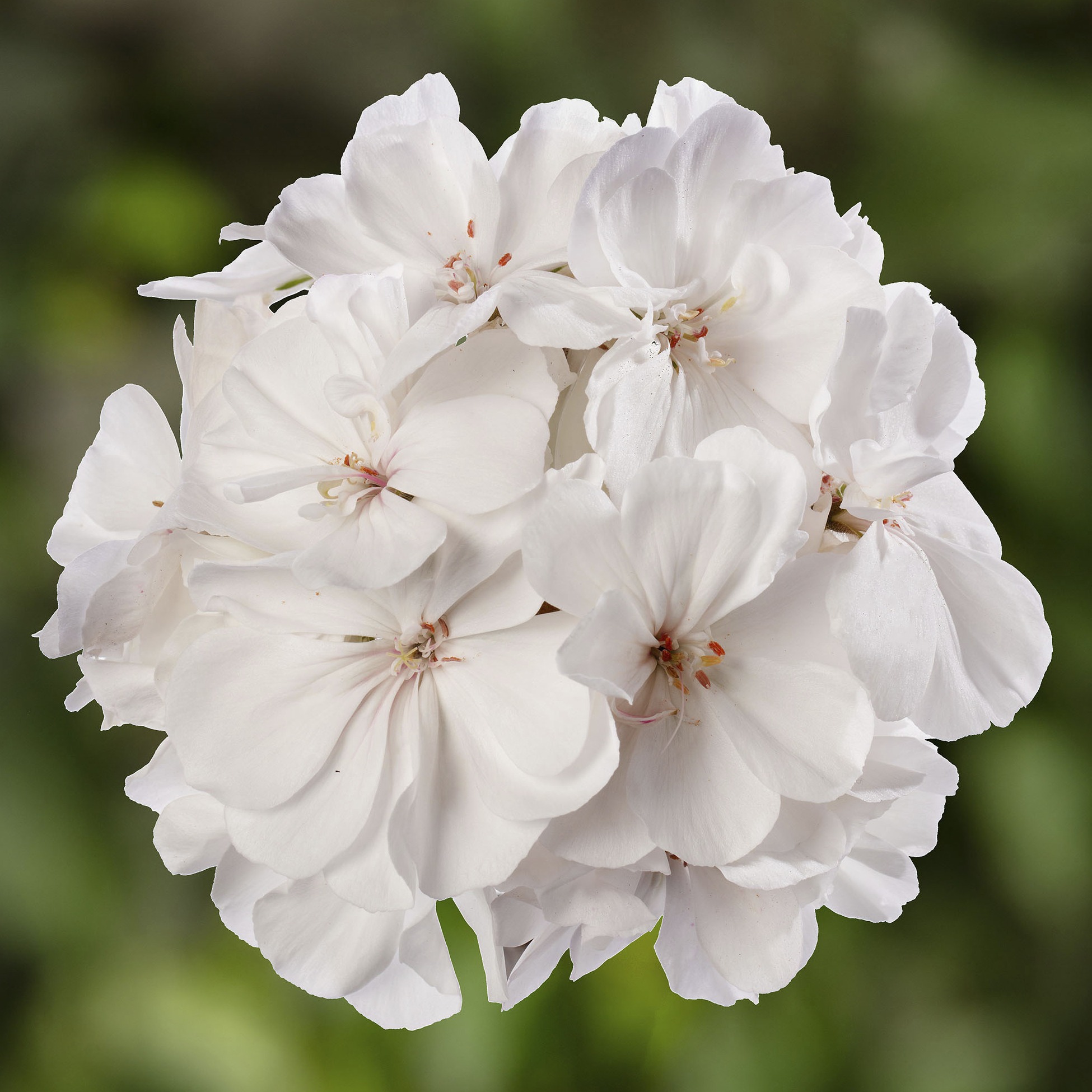70080236-flower.png