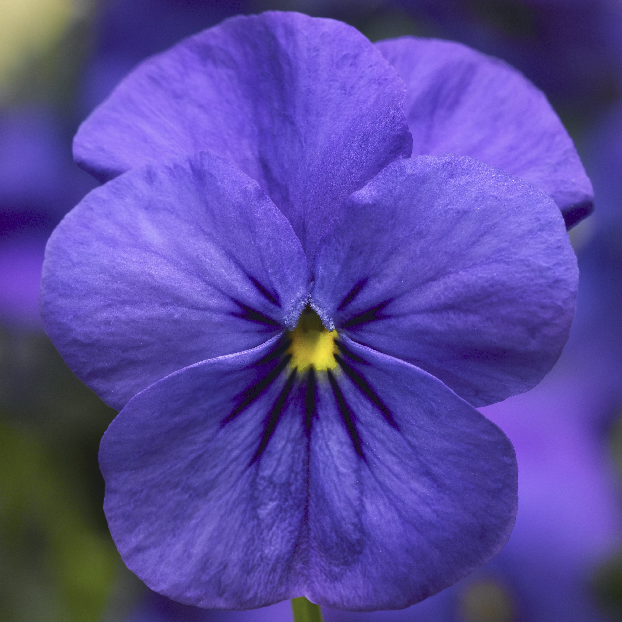 Deltini™ Blue | Syngenta Flowers