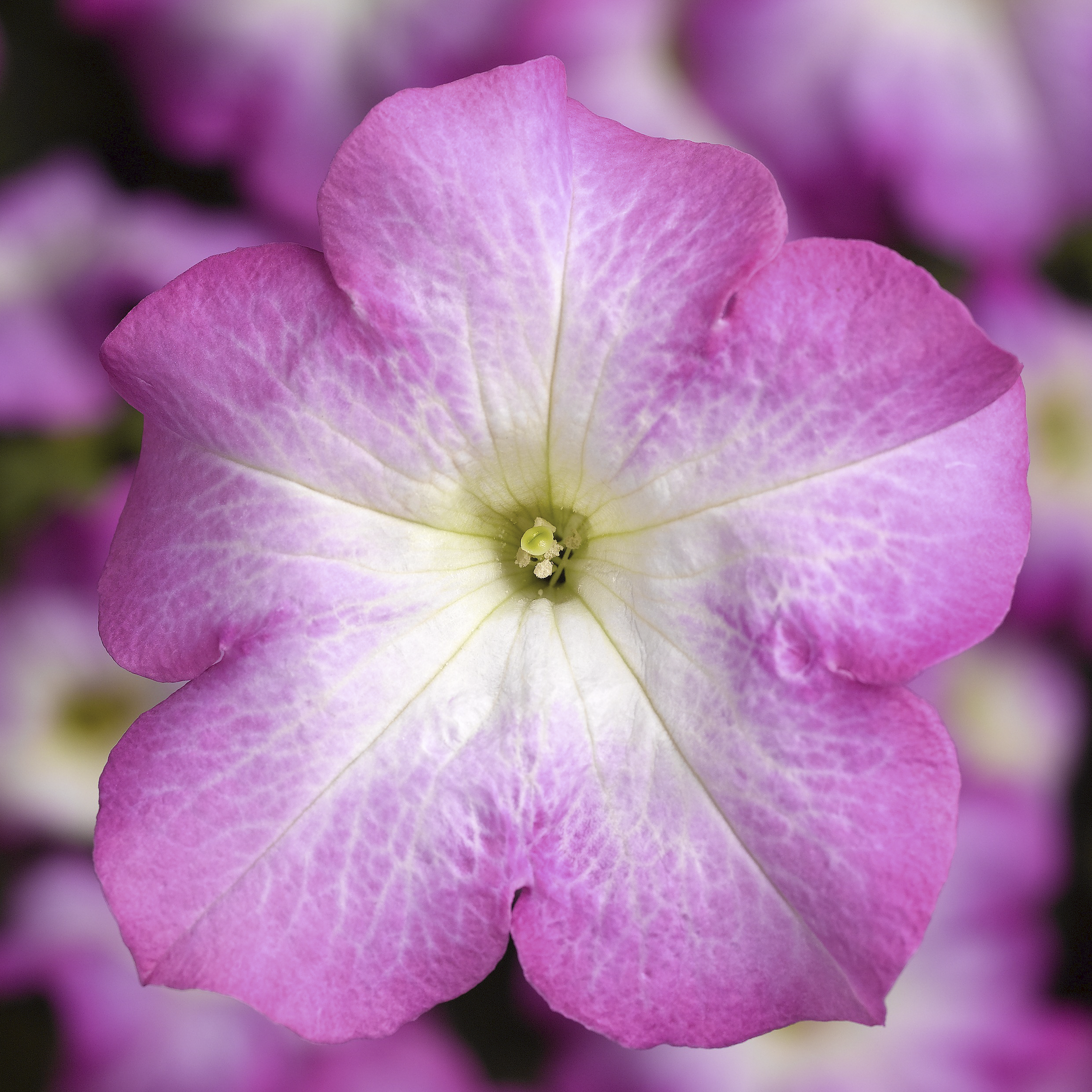 TriTunia™ Pink Morn | Syngenta Flowers