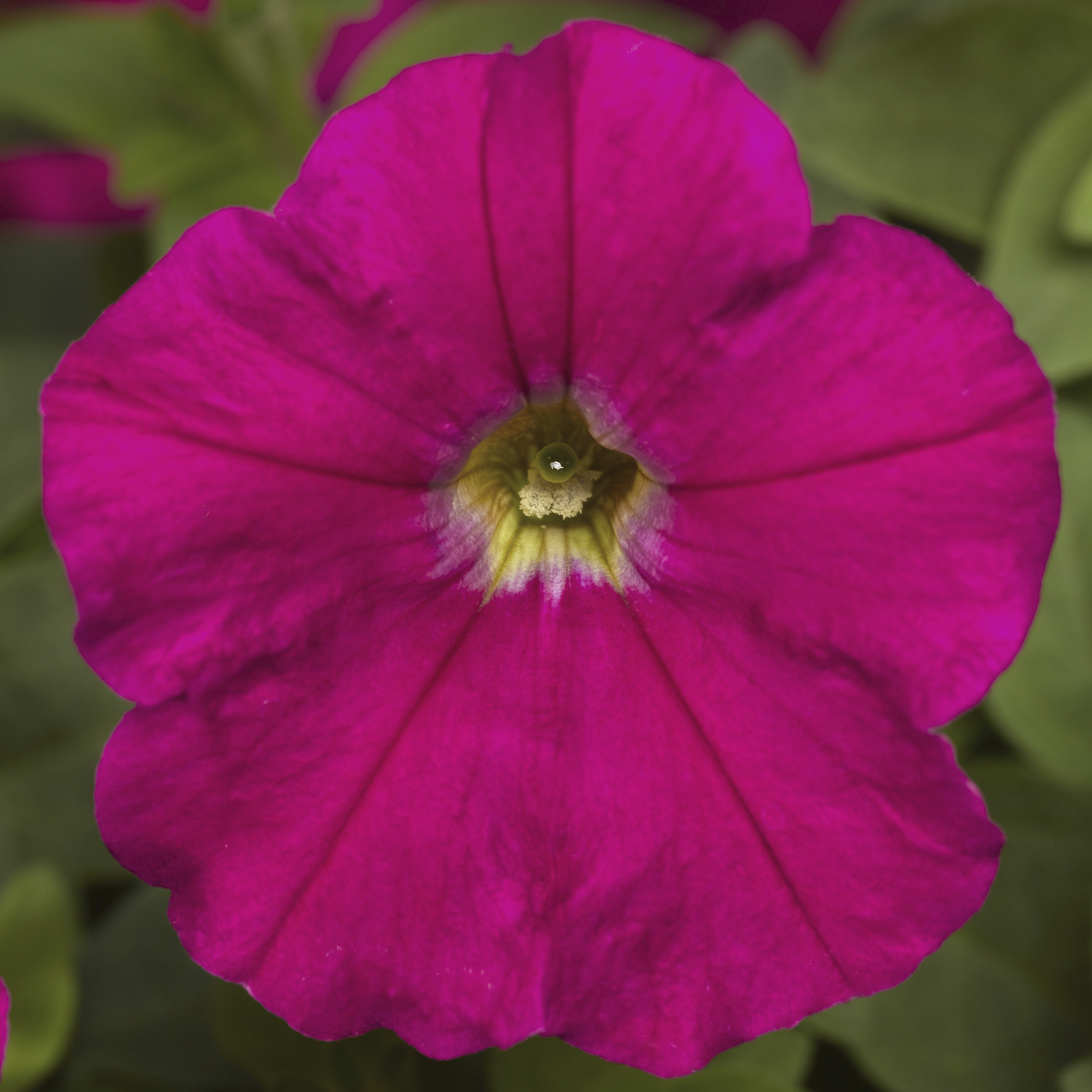 Picobella™ Carmine | Syngenta Flowers