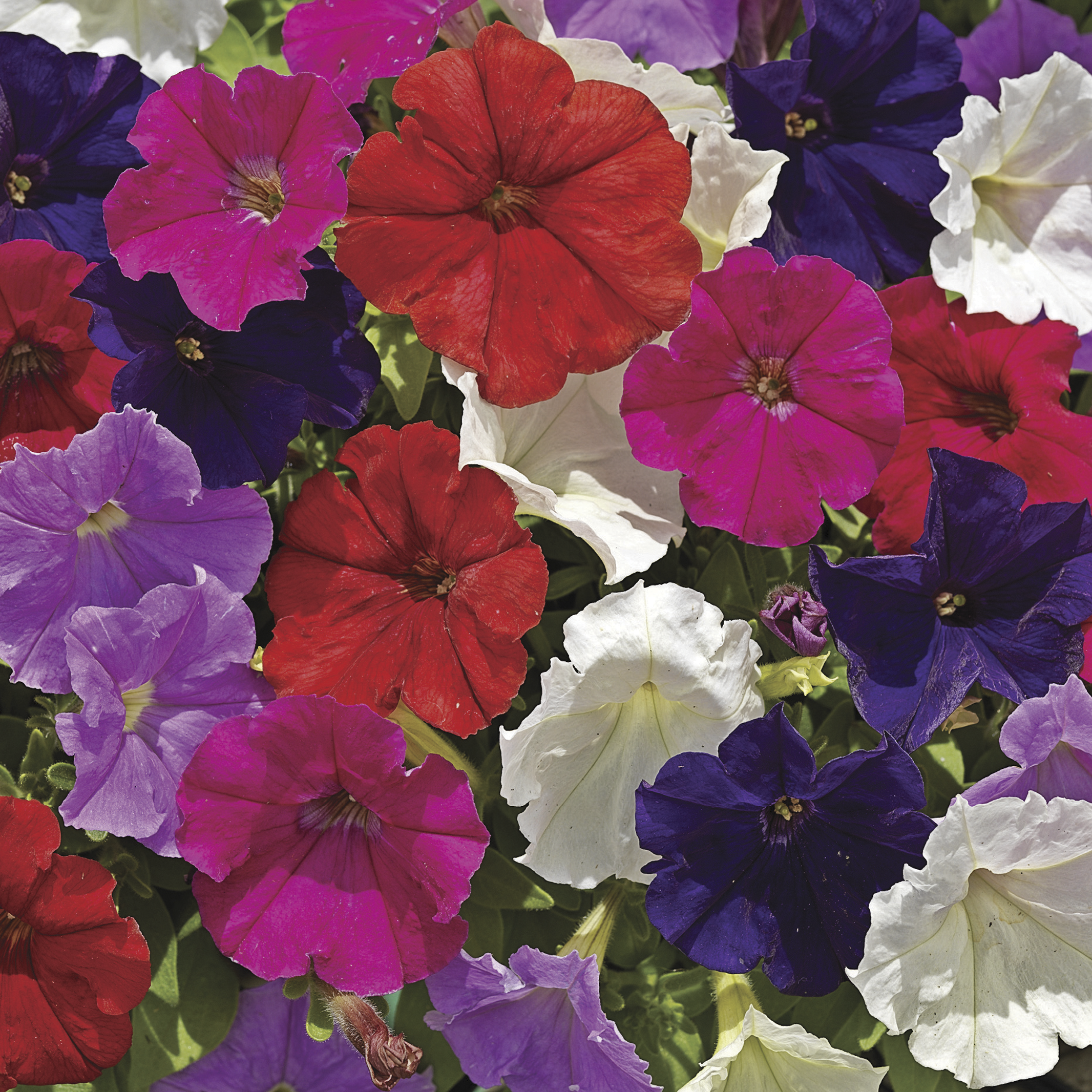 Picobella™ Mix | Syngenta Flowers