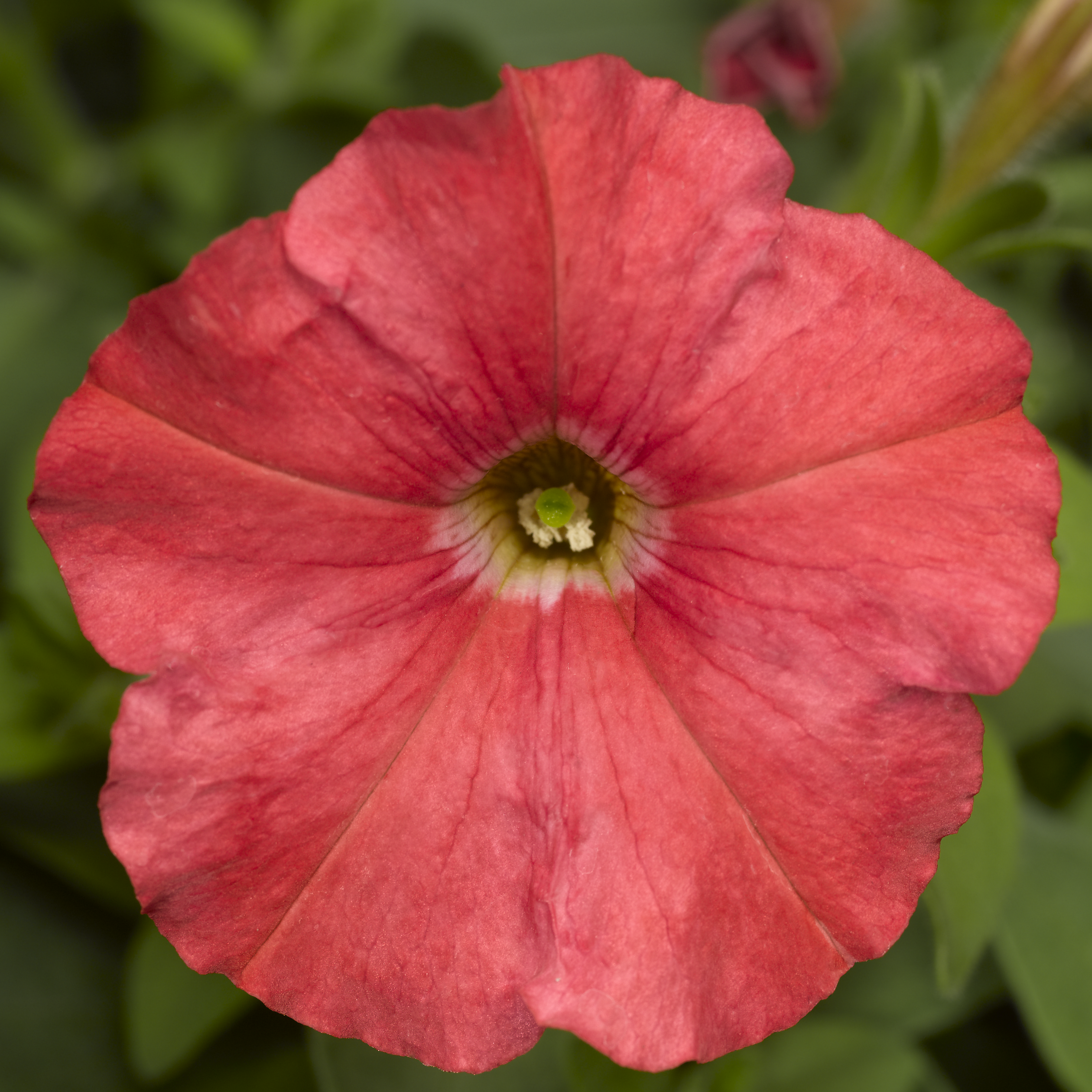 Picobella™ Salmon | Syngenta Flowers