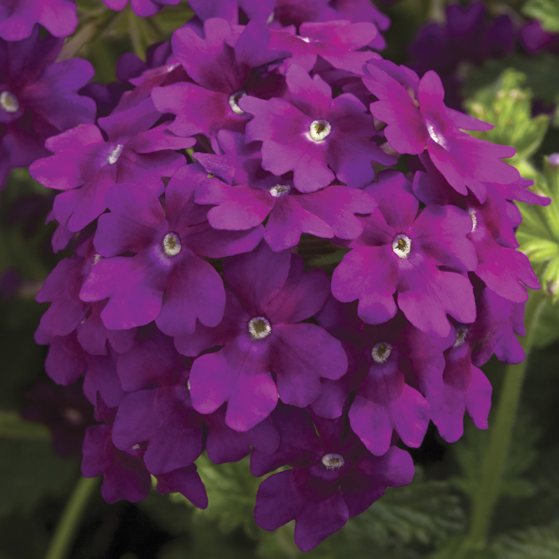 Lanai® Deep Purple | Syngenta Flowers