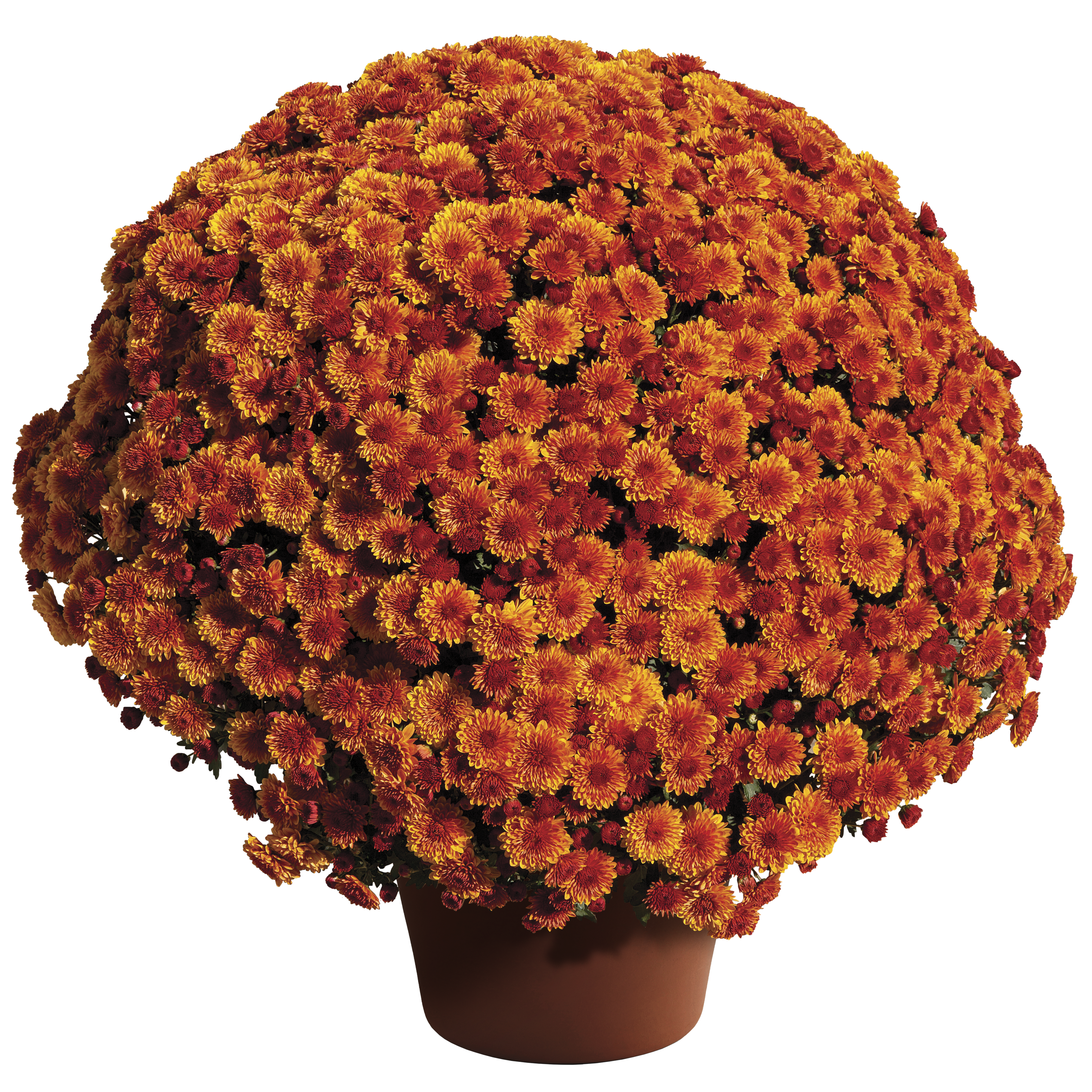橙花 *̣̩⋆̩ Cheryl™ Spicy Orange | Syngenta Flowers