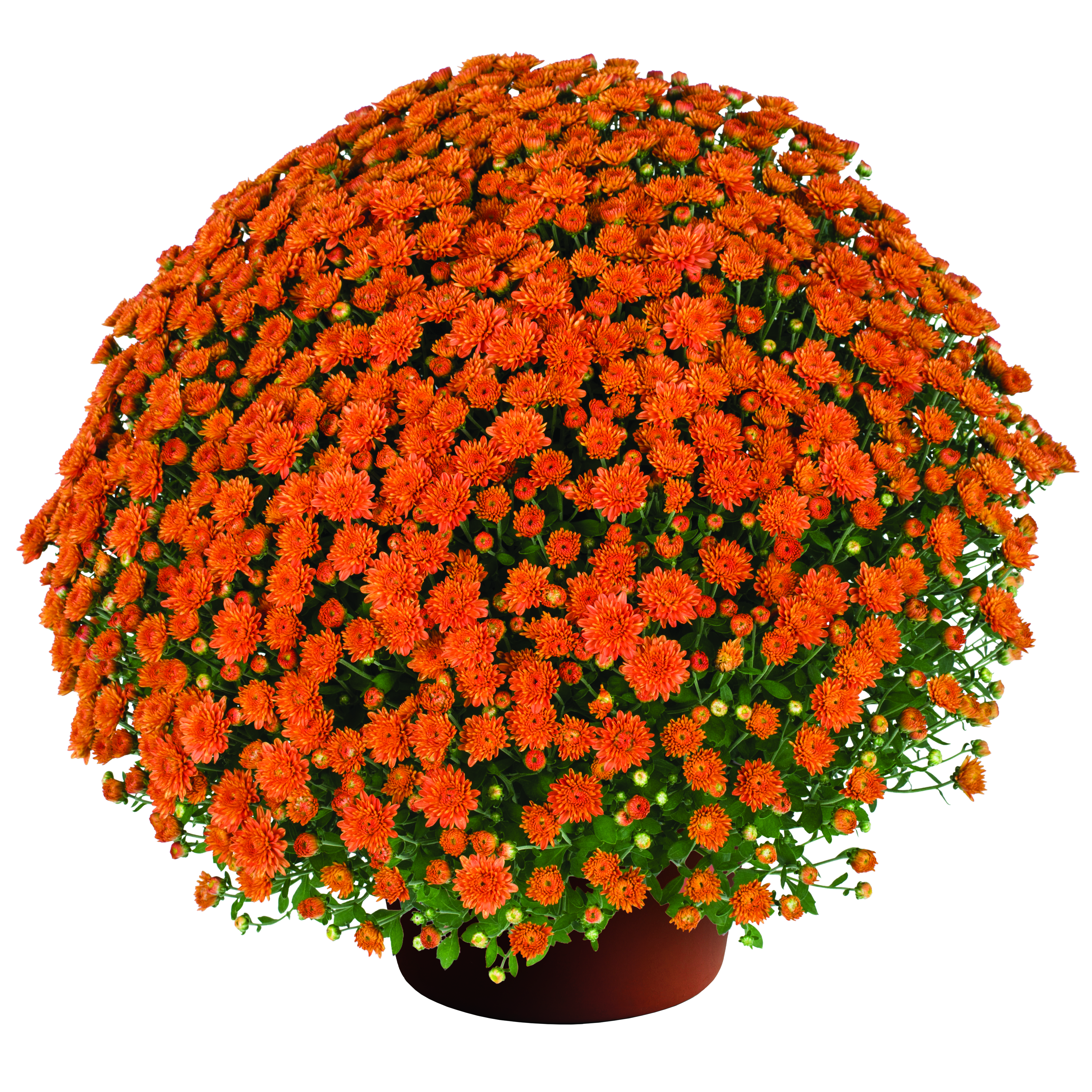 フラワーガーデンプリントクロスロゴブラトップ、クリームオレンジ　Mサイズ Keeley™ Orange | Syngenta Flowers