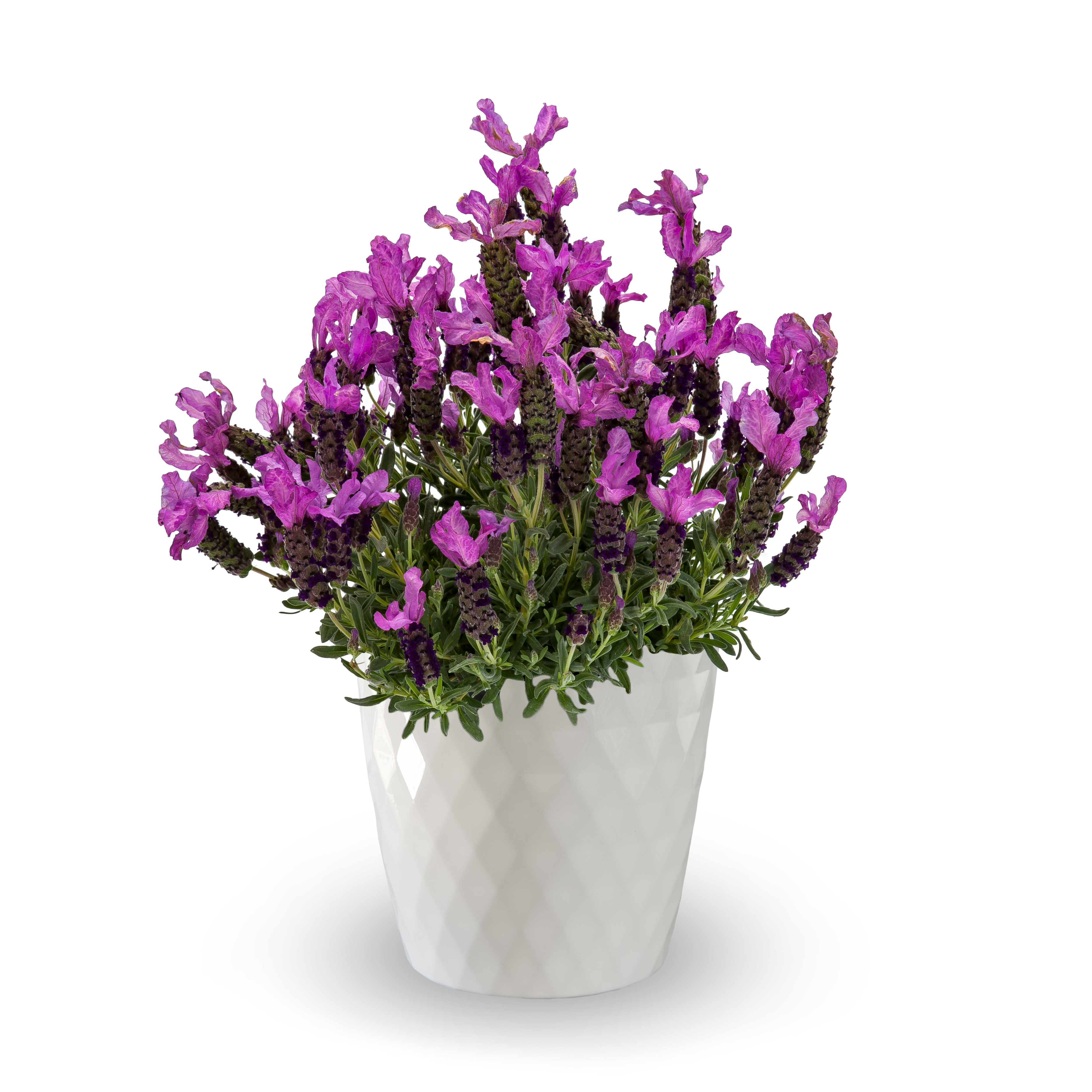Javelin™ Compact Purple | Syngenta Flowers