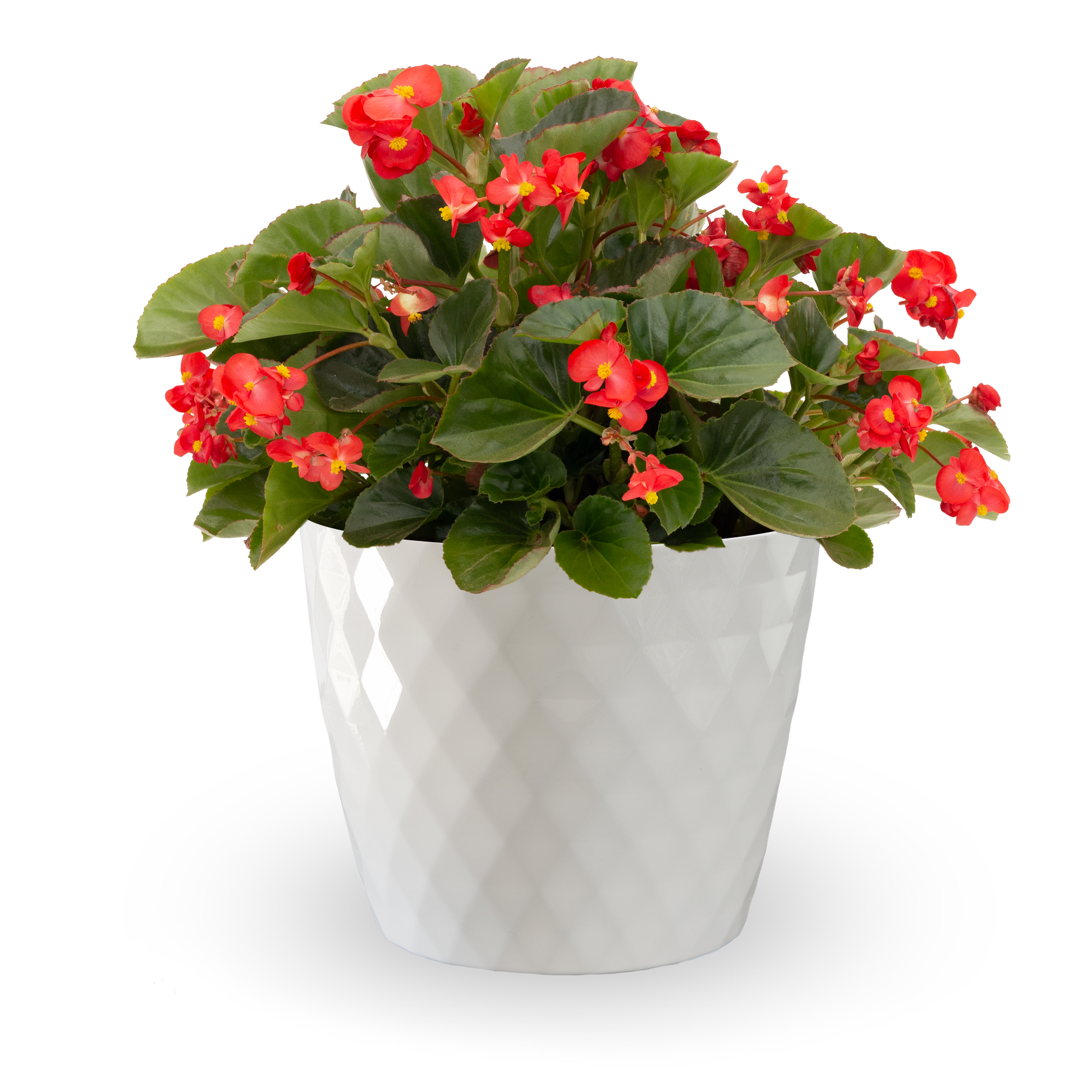 Bionic™ Green Leaf Red | Syngenta Flowers