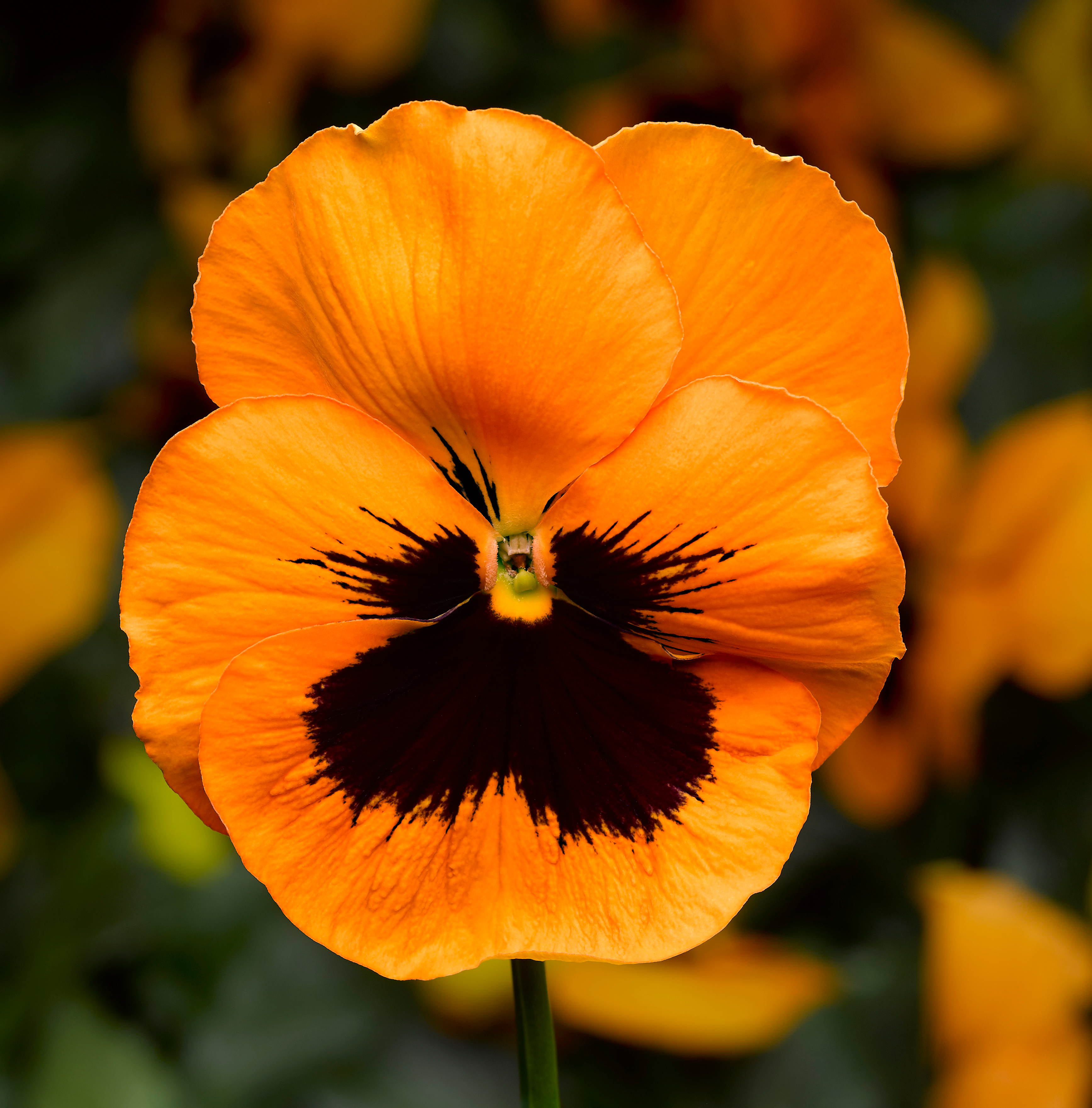 Select Orange with Blotch | Syngenta Flowers