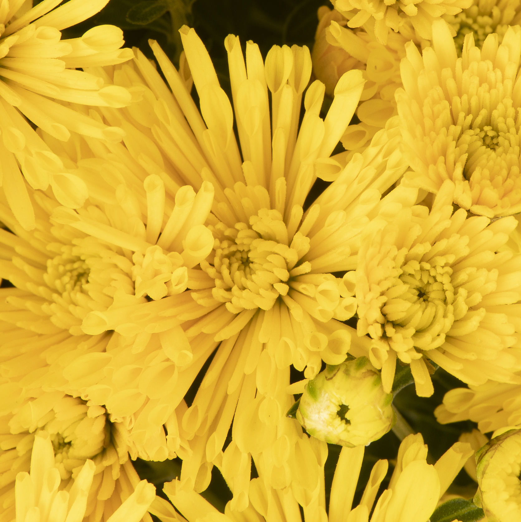70101545-flower.jpg