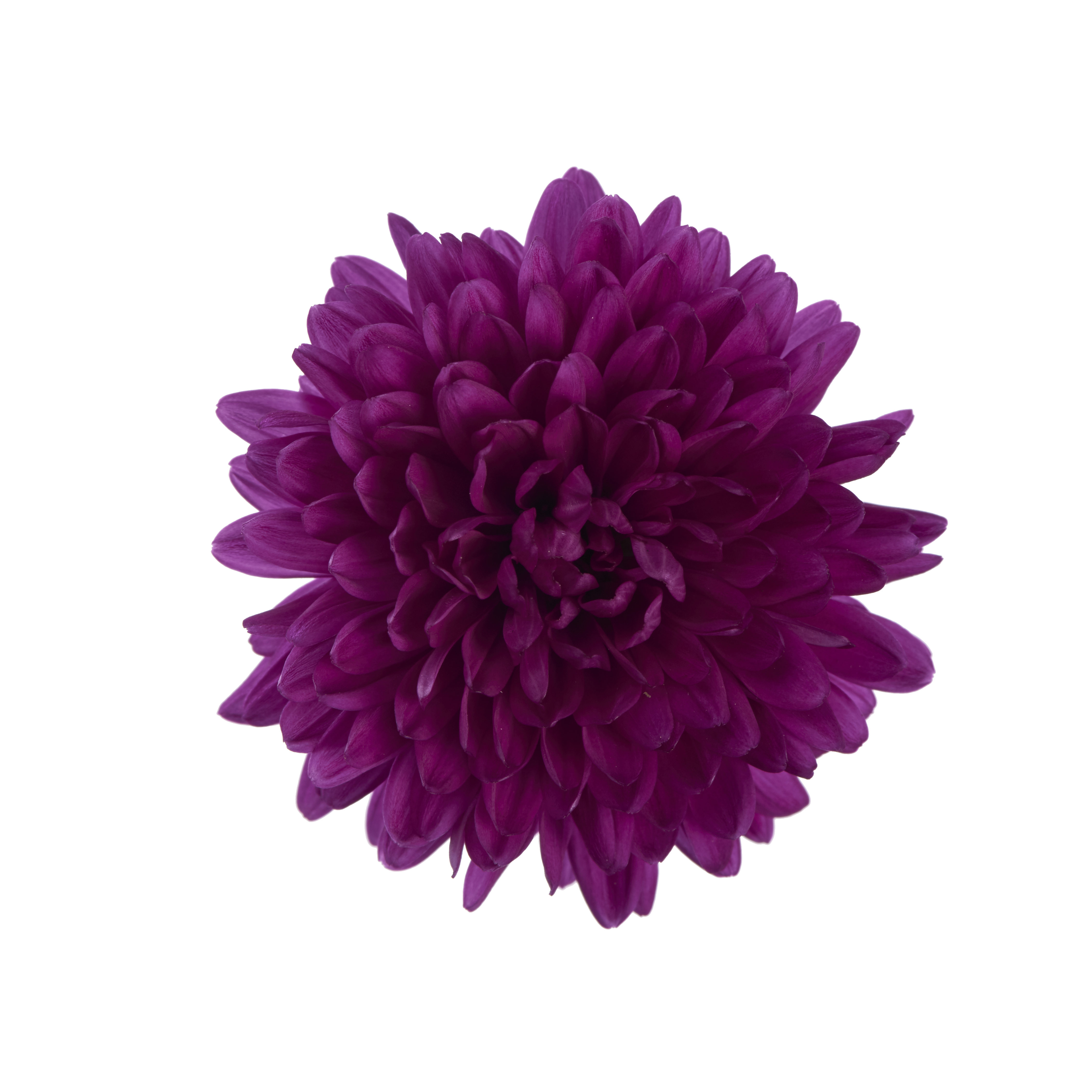 Showmakers® Magenta | Syngenta Flowers