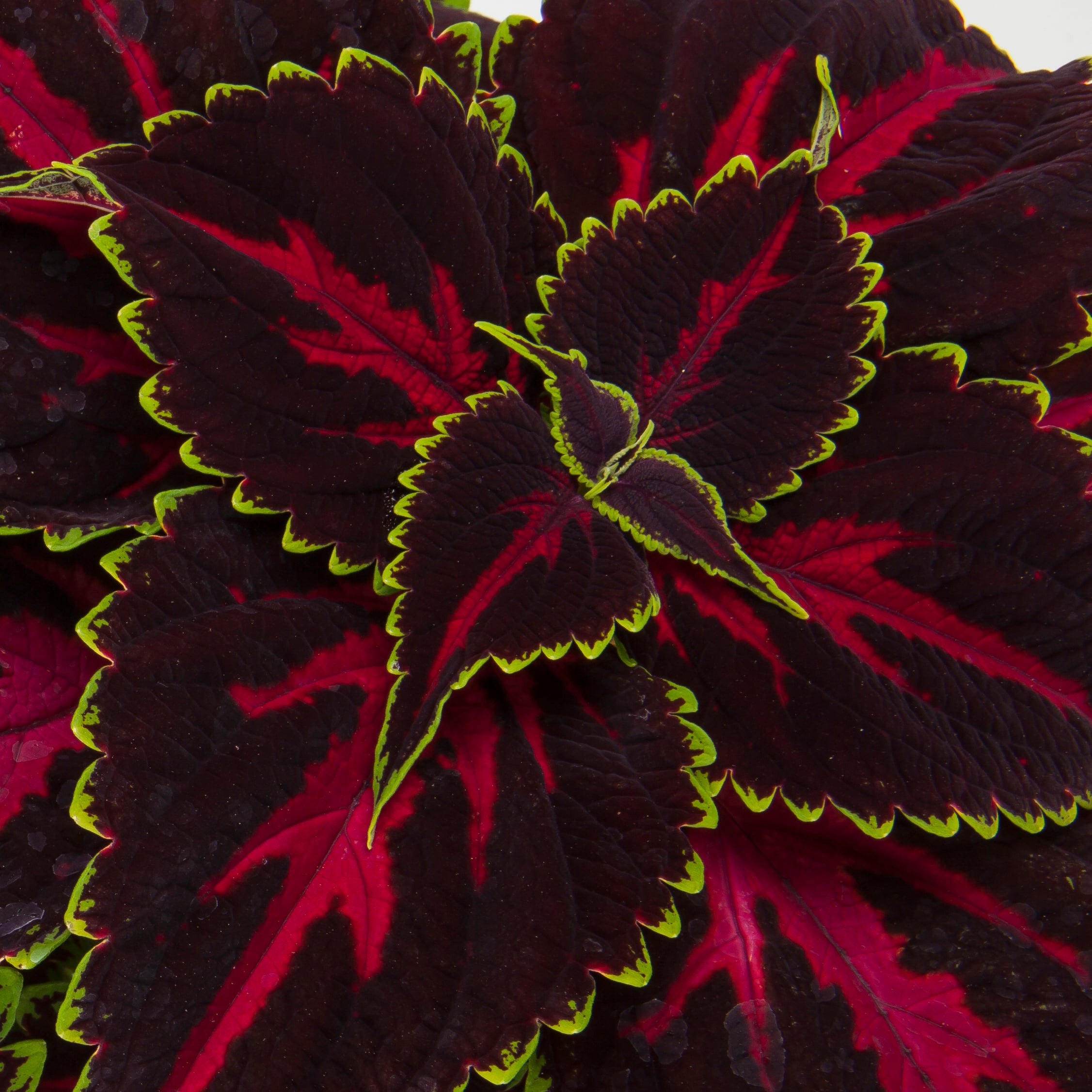 Talavera™ Pink Tricolor | Syngenta Flowers