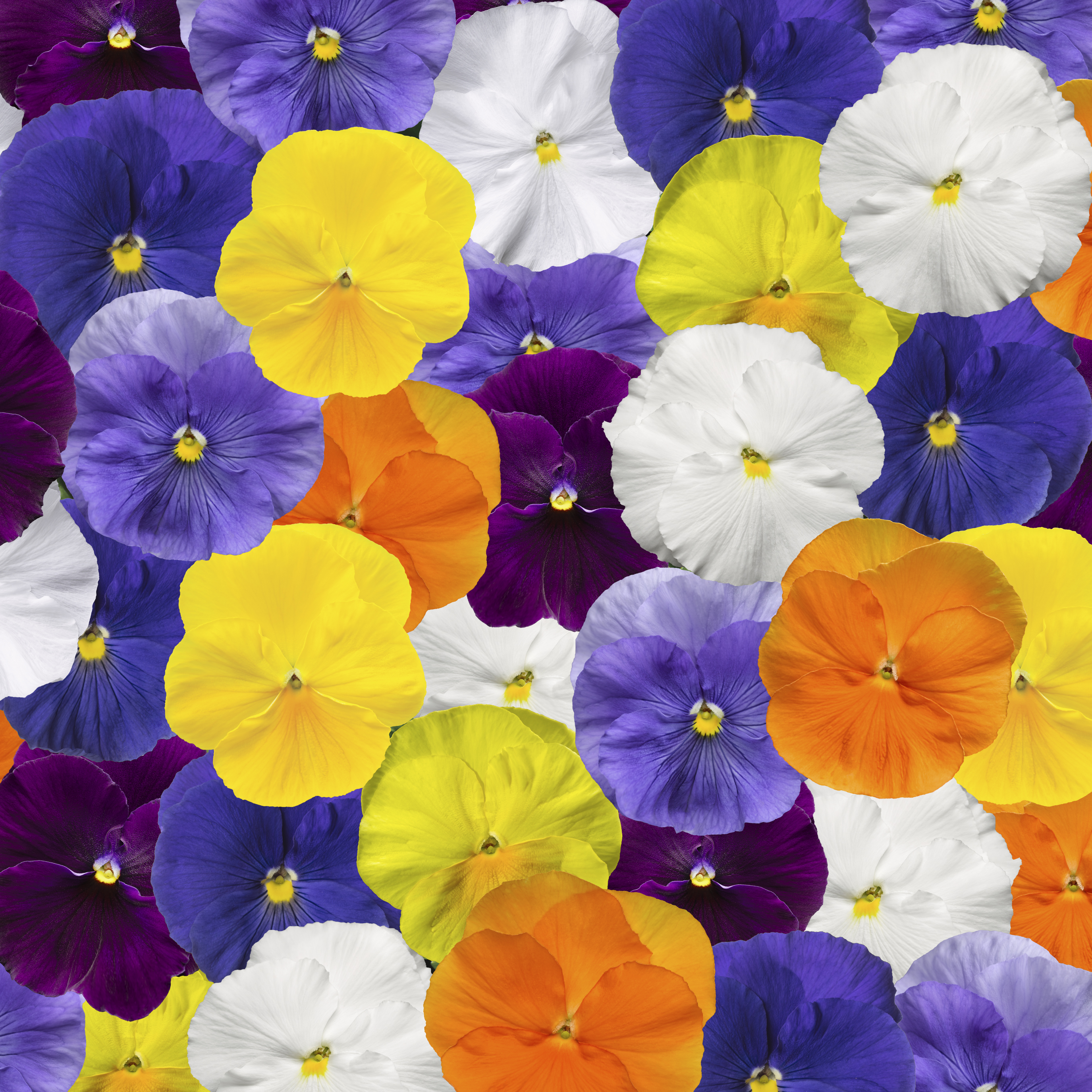 Delta™ Pro Clear Colors Mix | Syngenta Flowers
