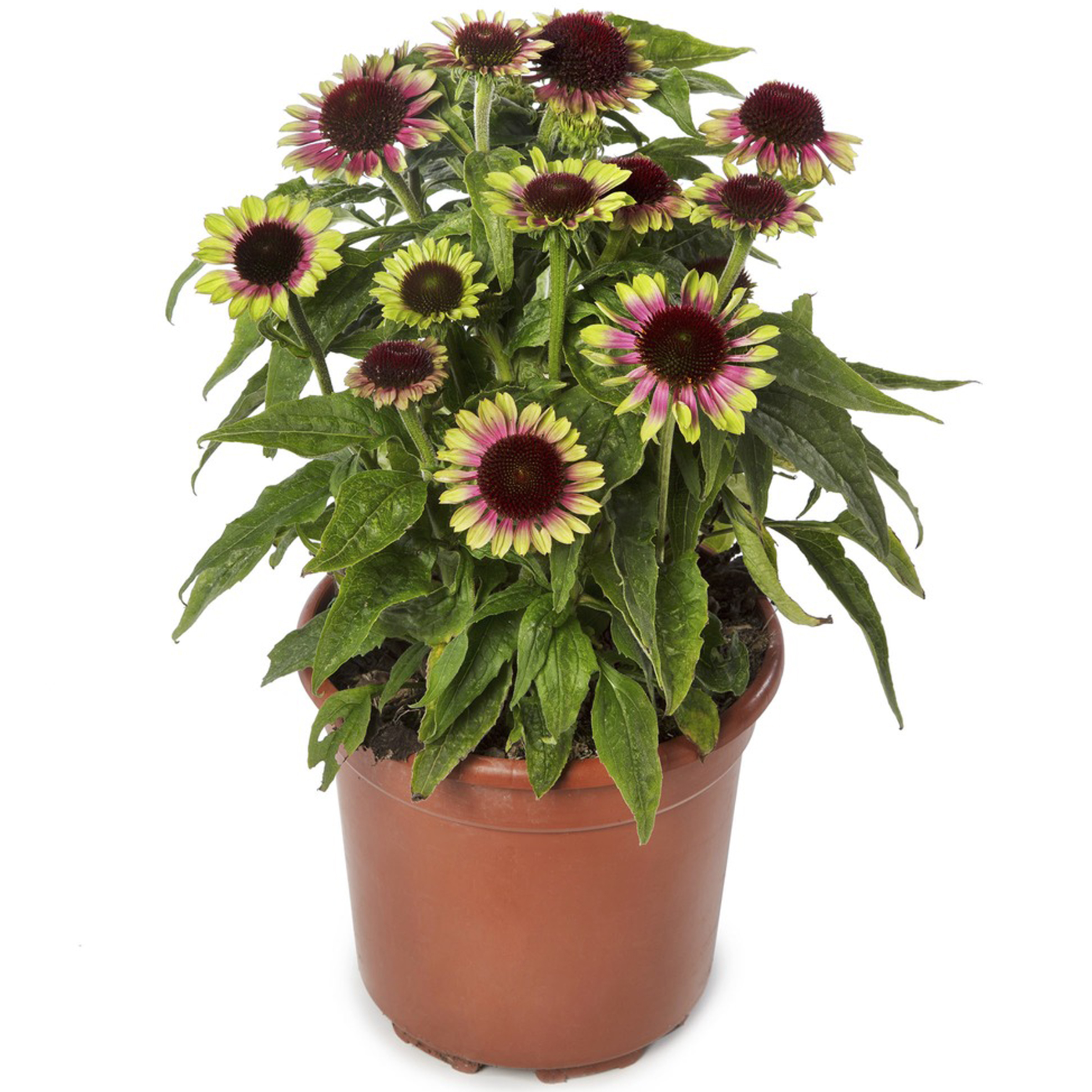 70075216-pot.jpg