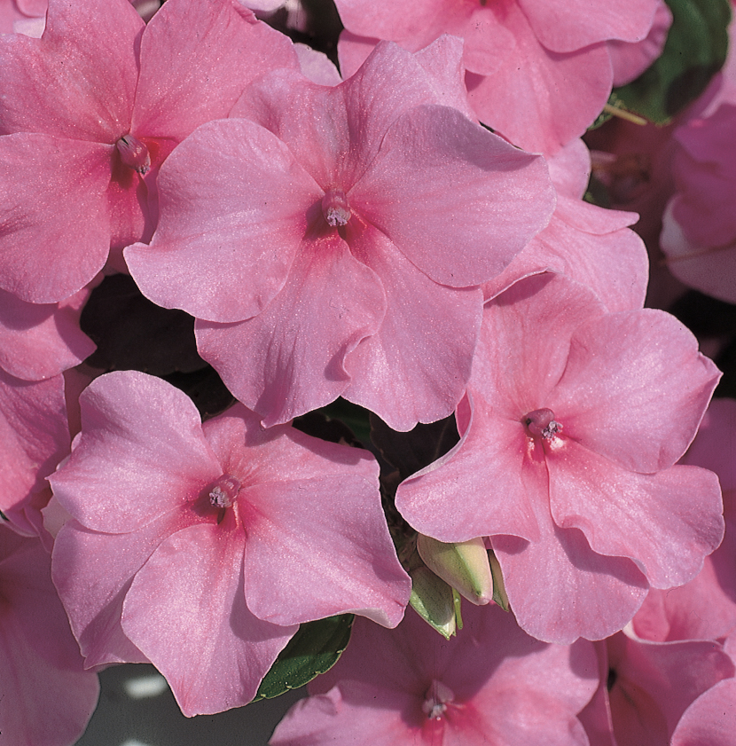 Accent™ Deep Pink | Syngenta Flowers