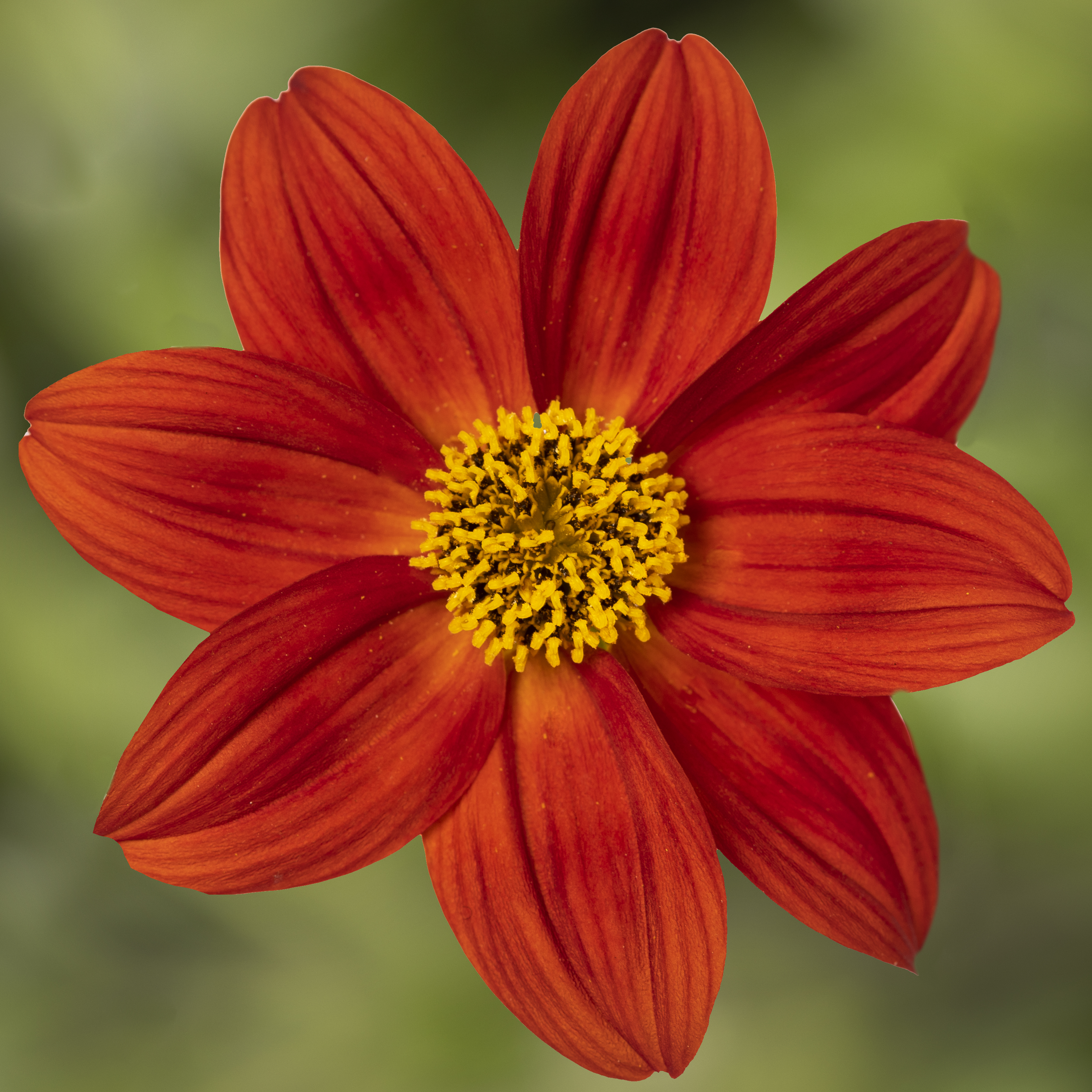 Brazen™ Red Flare | Syngenta Flowers