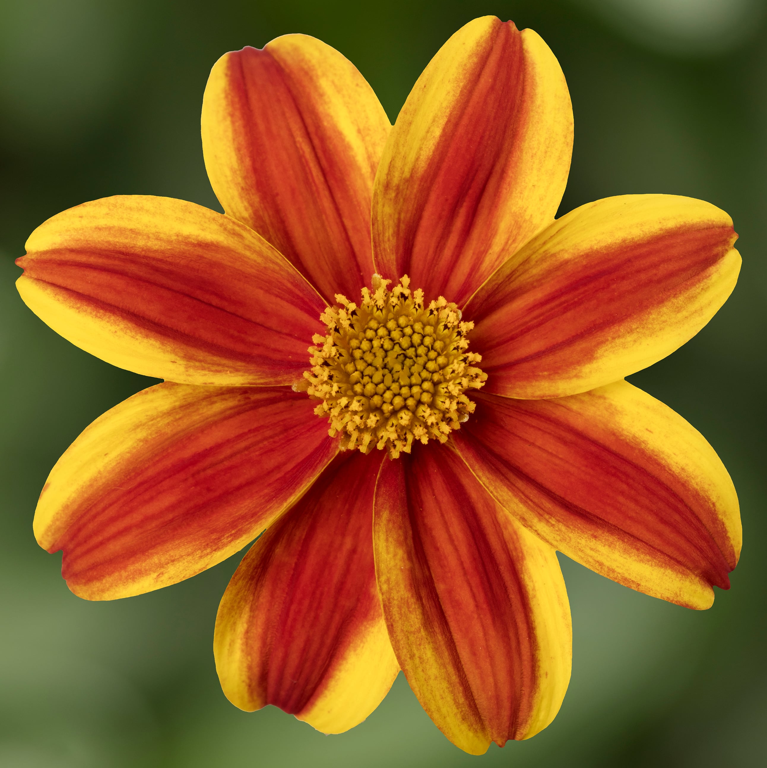 Brazen™ Samurai | Syngenta Flowers