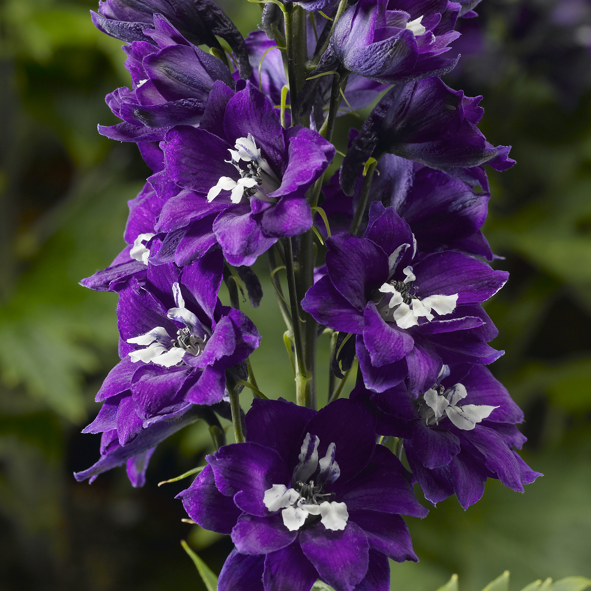 邦楽 Ruiza / delphinium Delphina™ Dark Blue White Bee | Syngenta Flowers